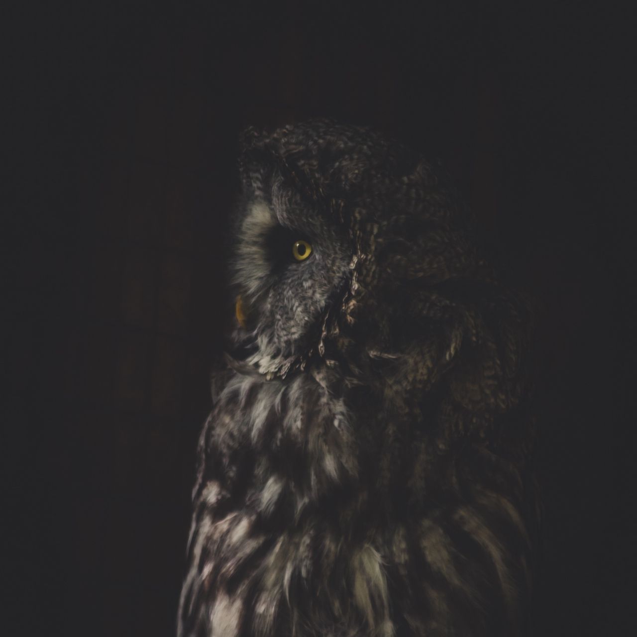 Dark Owl Wallpapers
