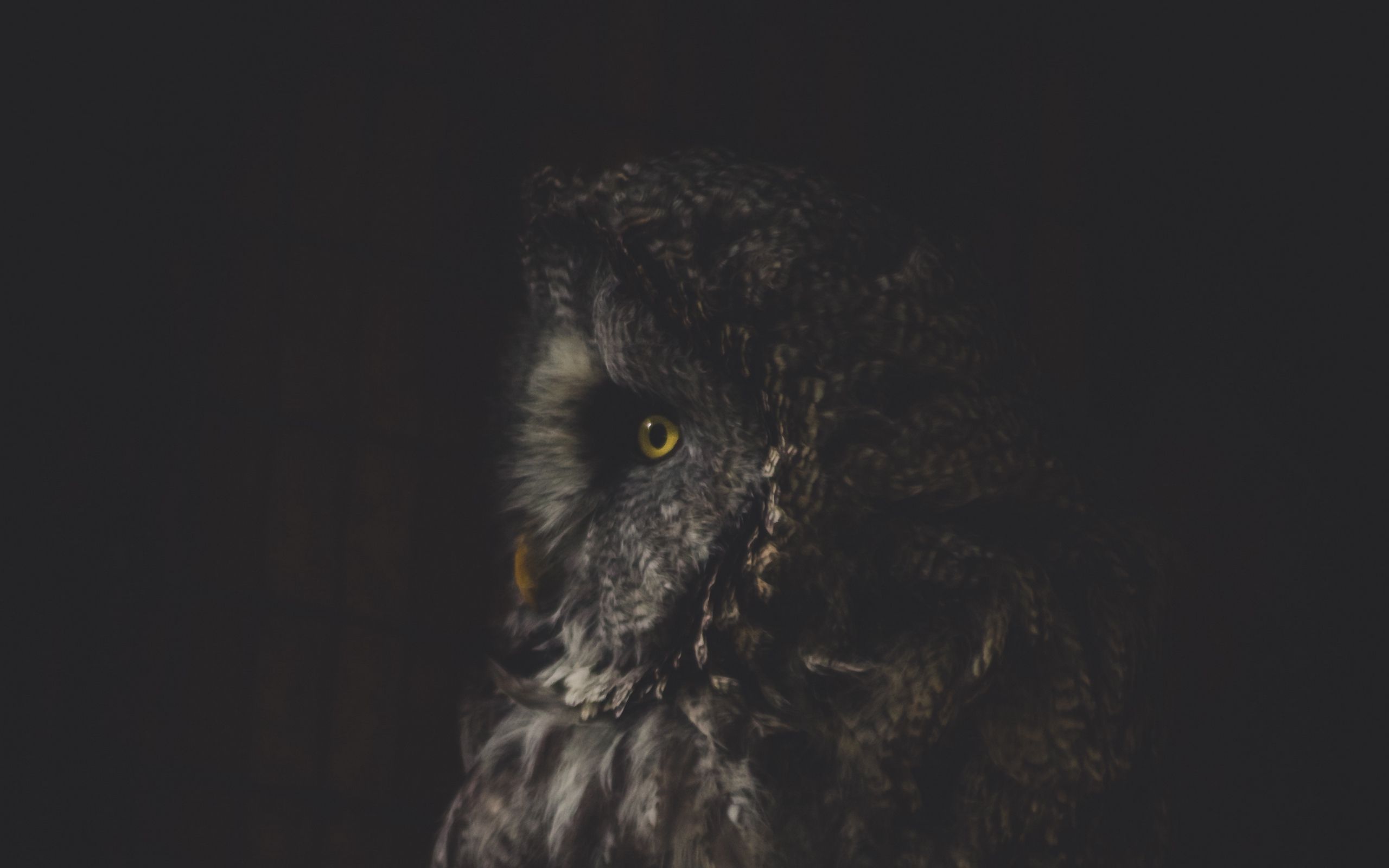 Dark Owl Wallpapers