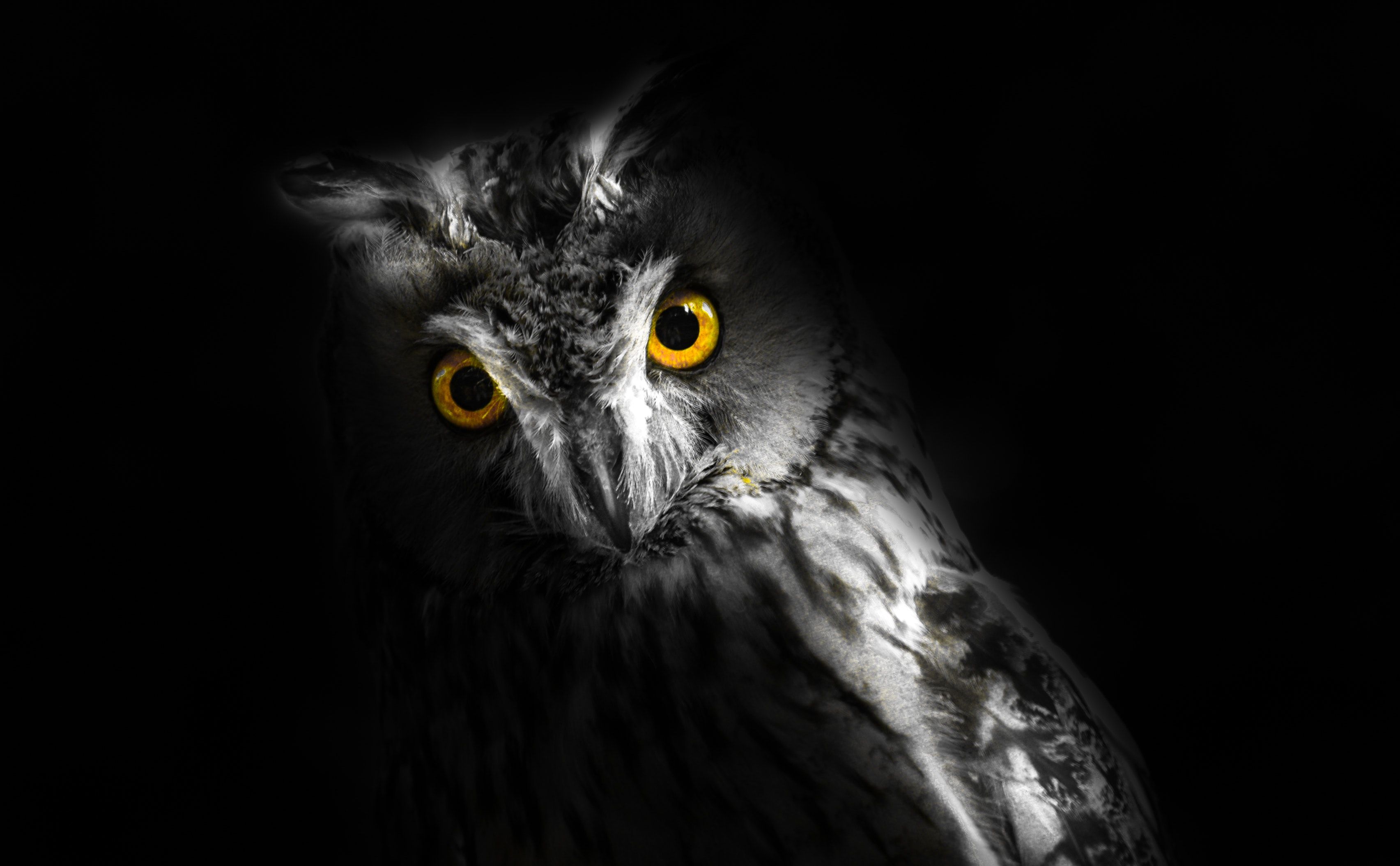 Dark Owl Wallpapers