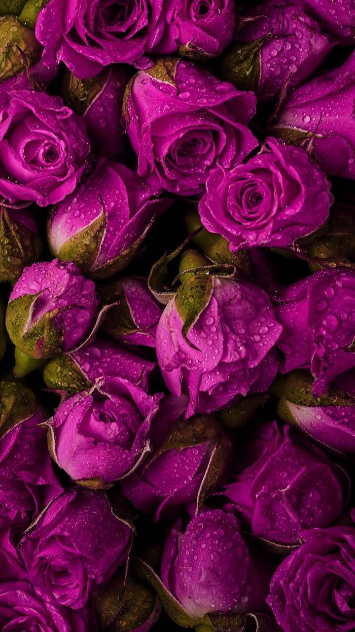 Dark Pink Roses Wallpapers