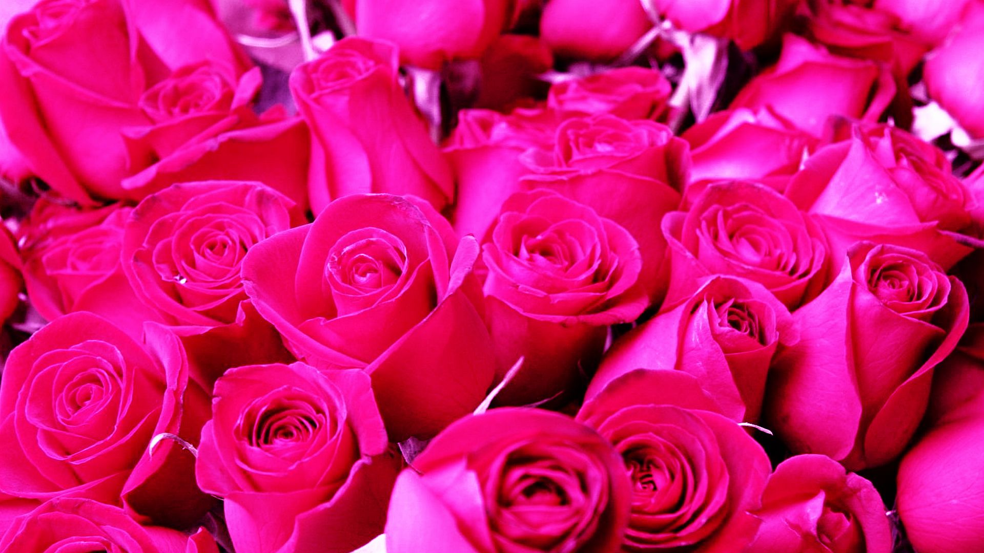 Dark Pink Roses Wallpapers