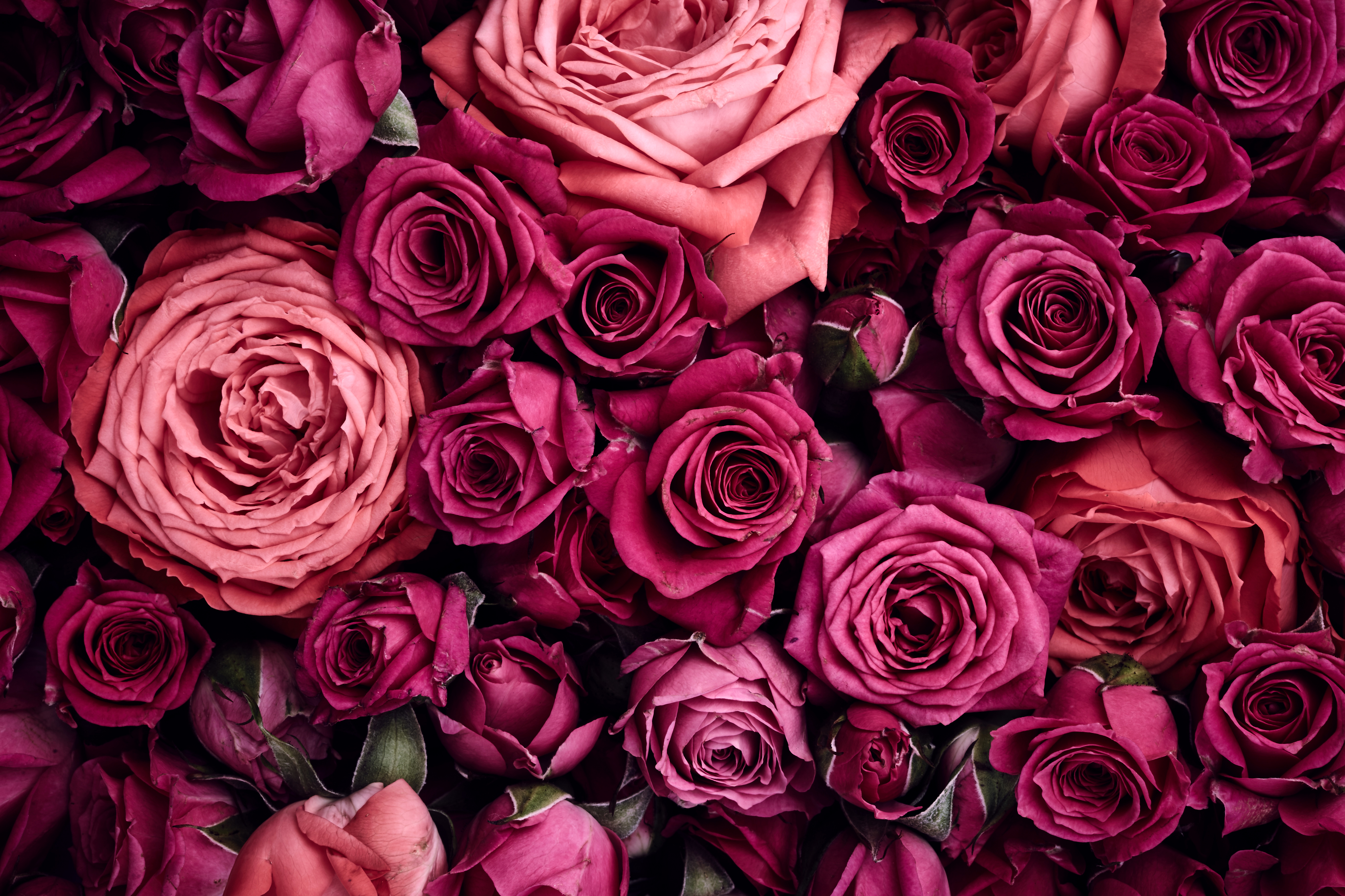 Dark Pink Roses Wallpapers