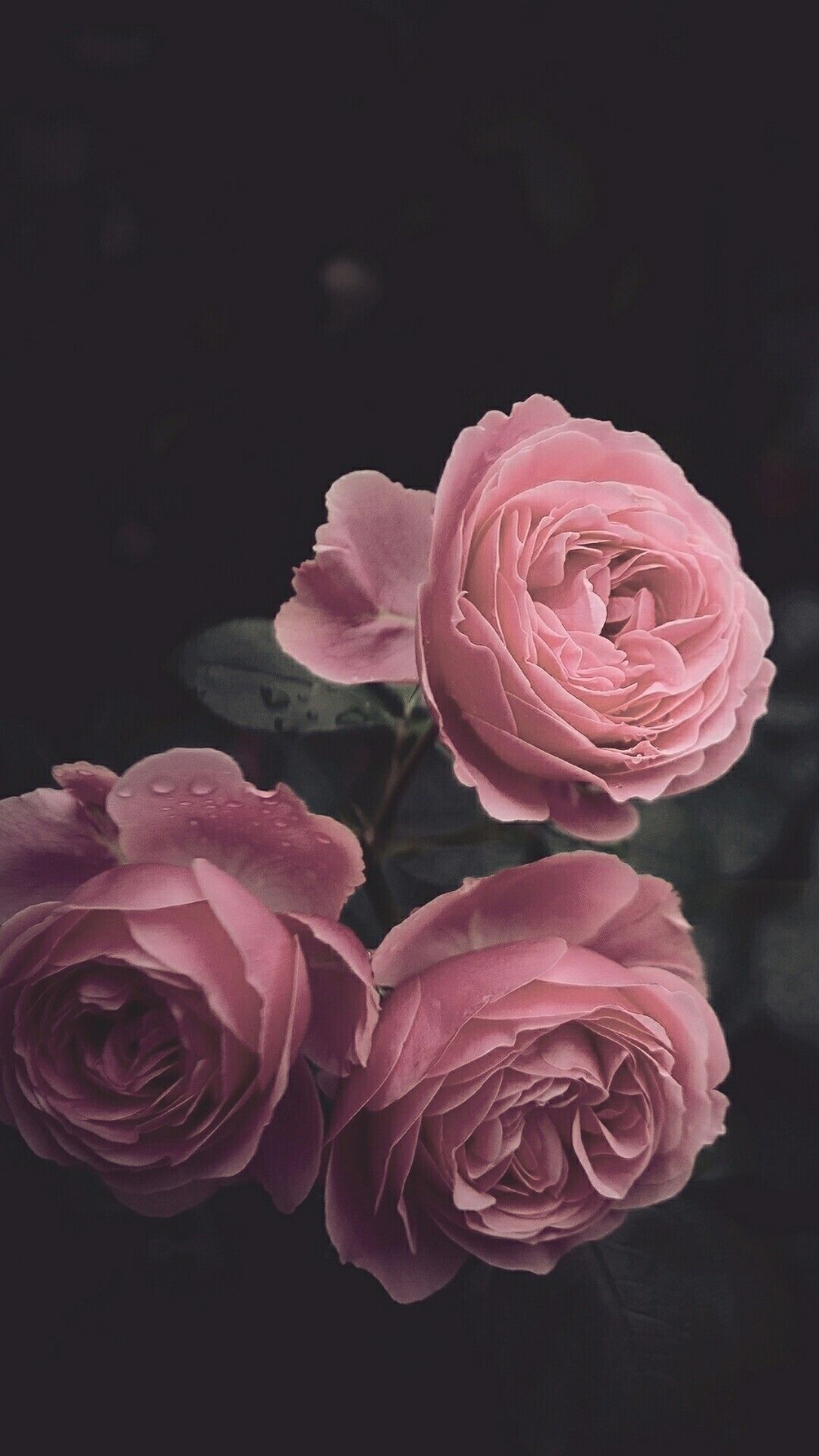 Dark Pink Roses Wallpapers