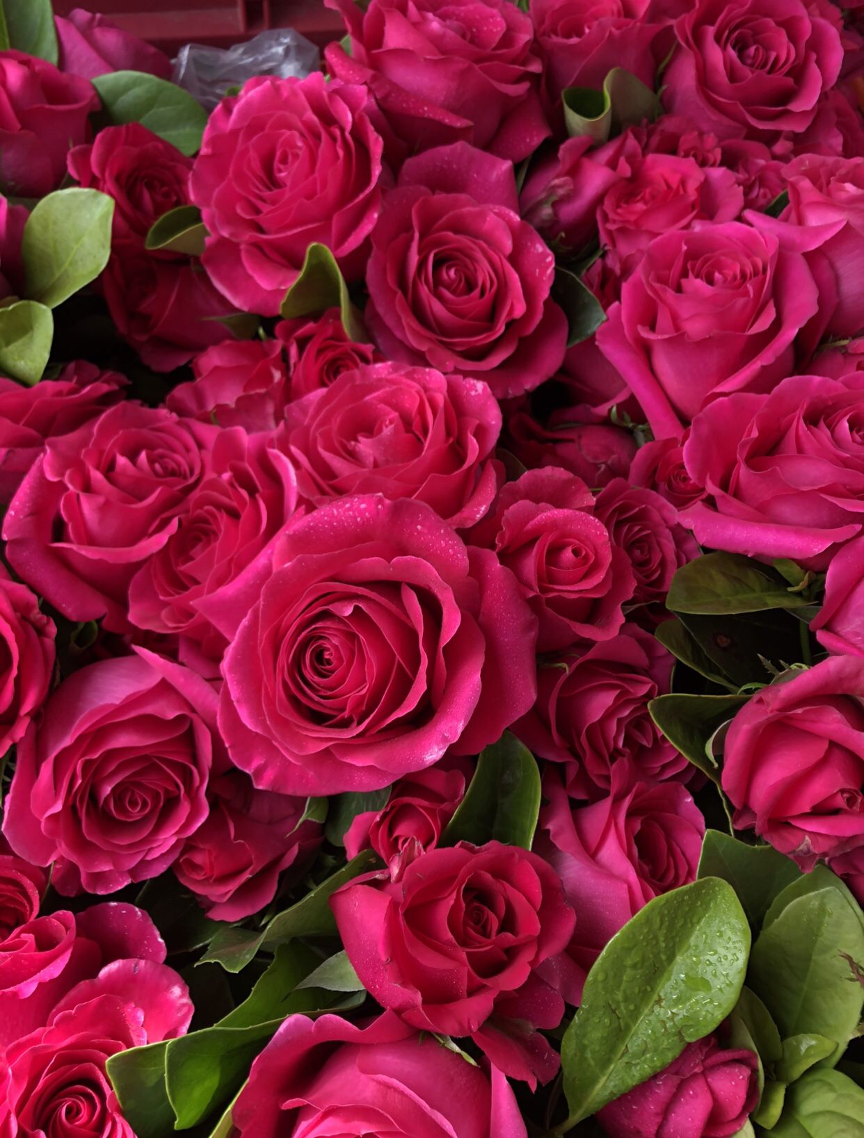 Dark Pink Roses Wallpapers