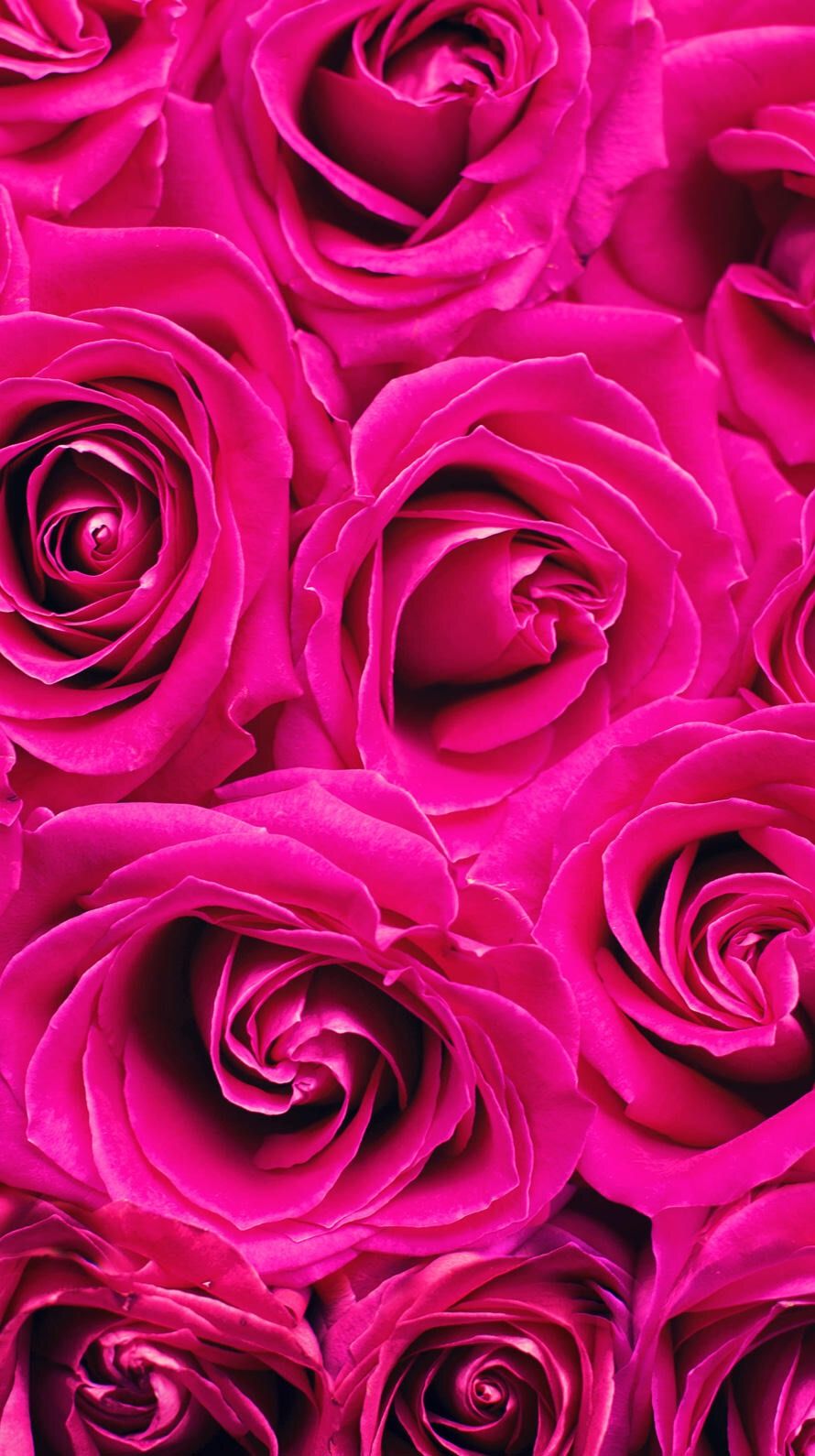 Dark Pink Roses Wallpapers