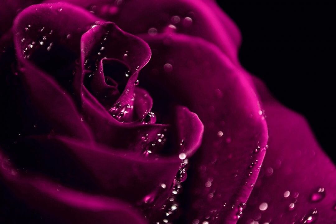 Dark Pink Roses Wallpapers