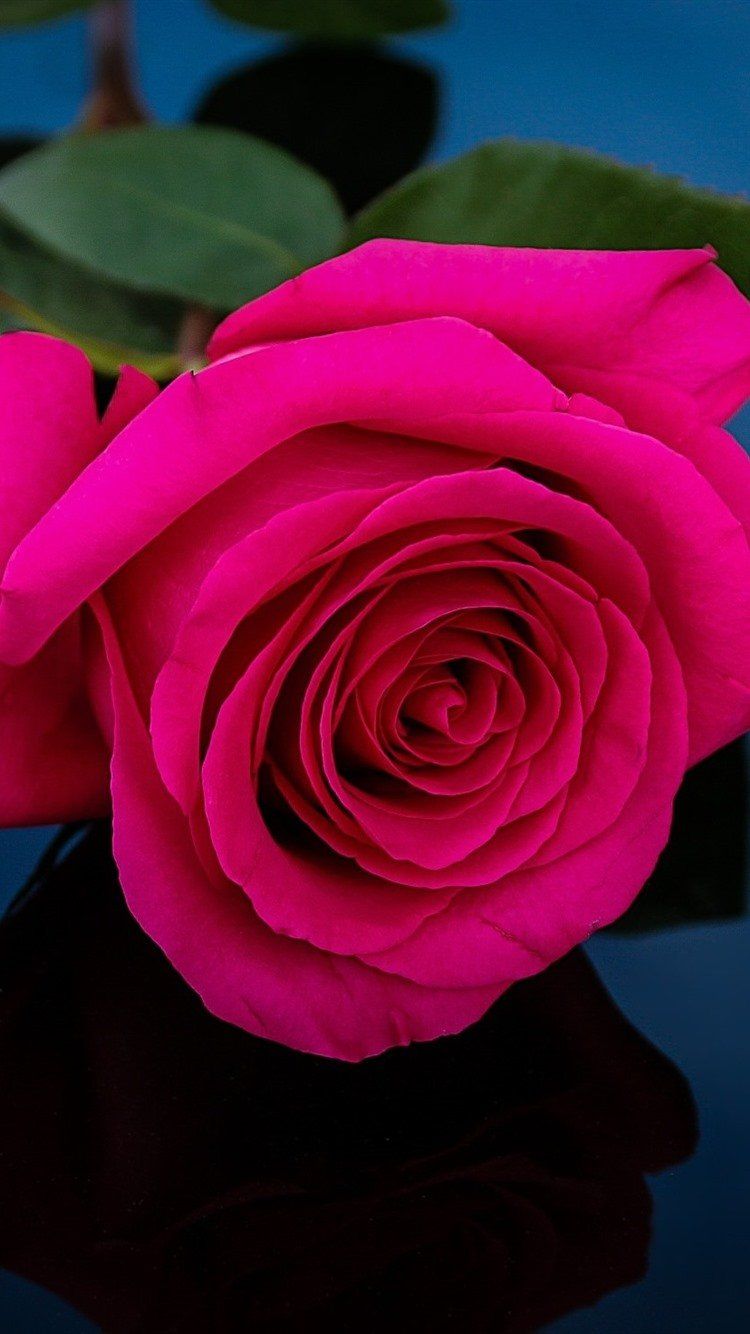 Dark Pink Roses Wallpapers