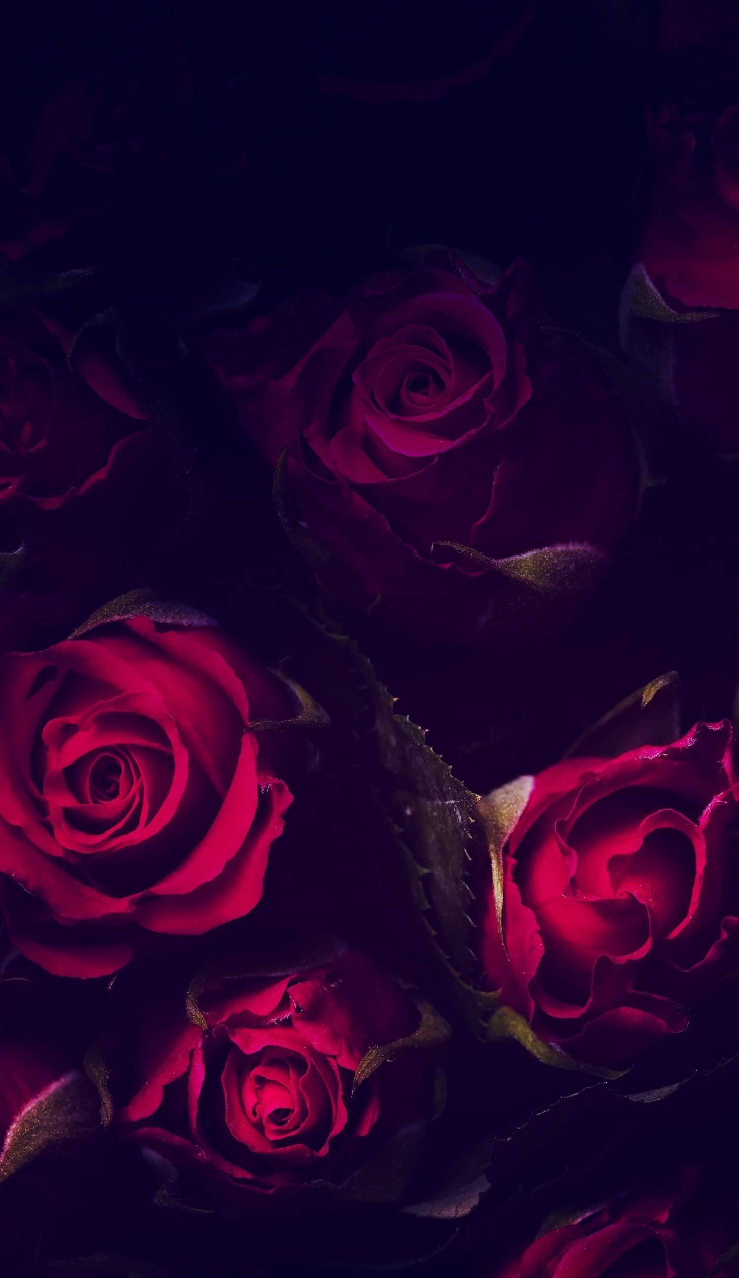 Dark Pink Roses Wallpapers