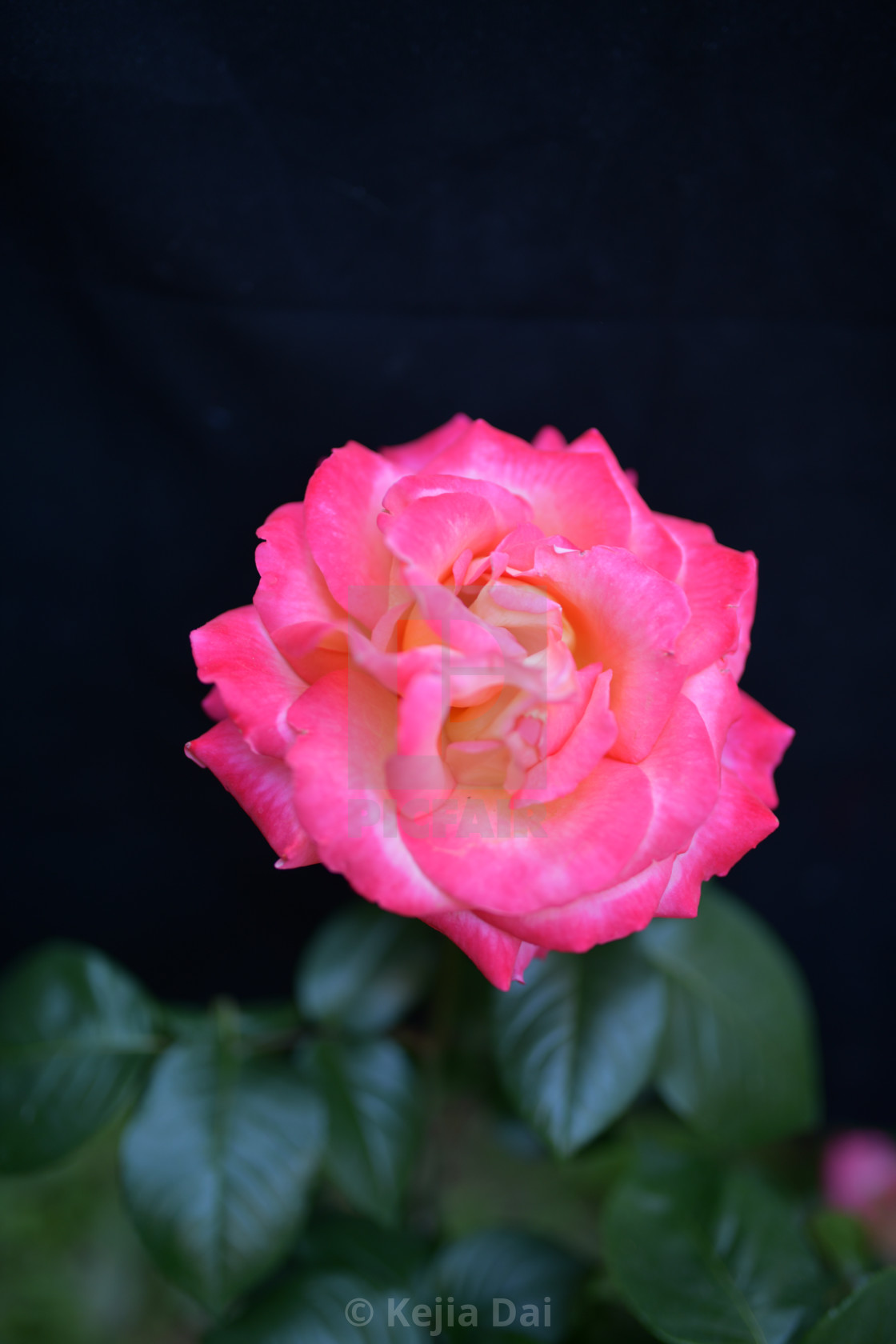 Dark Pink Roses Wallpapers