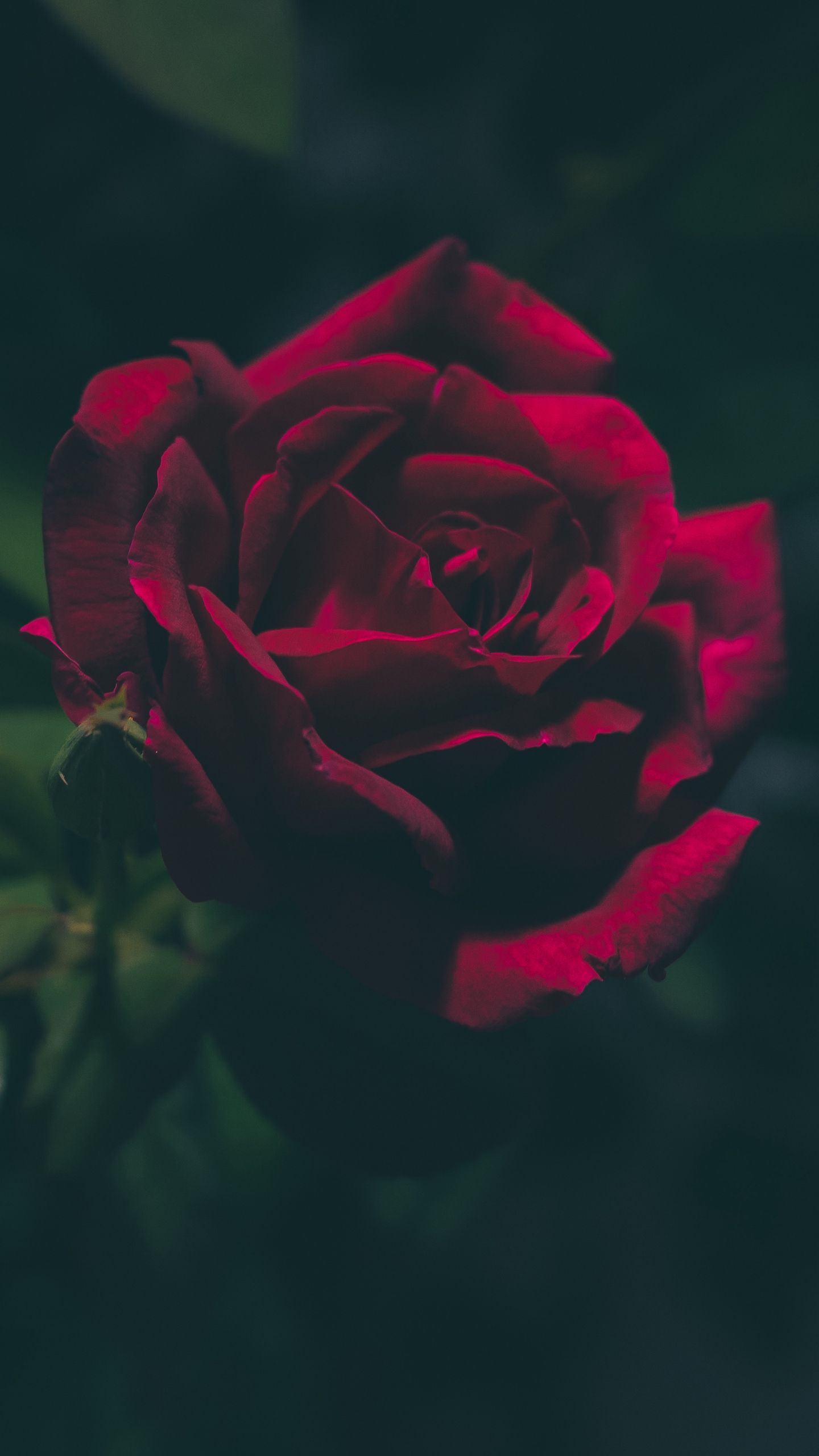 Dark Pink Roses Wallpapers