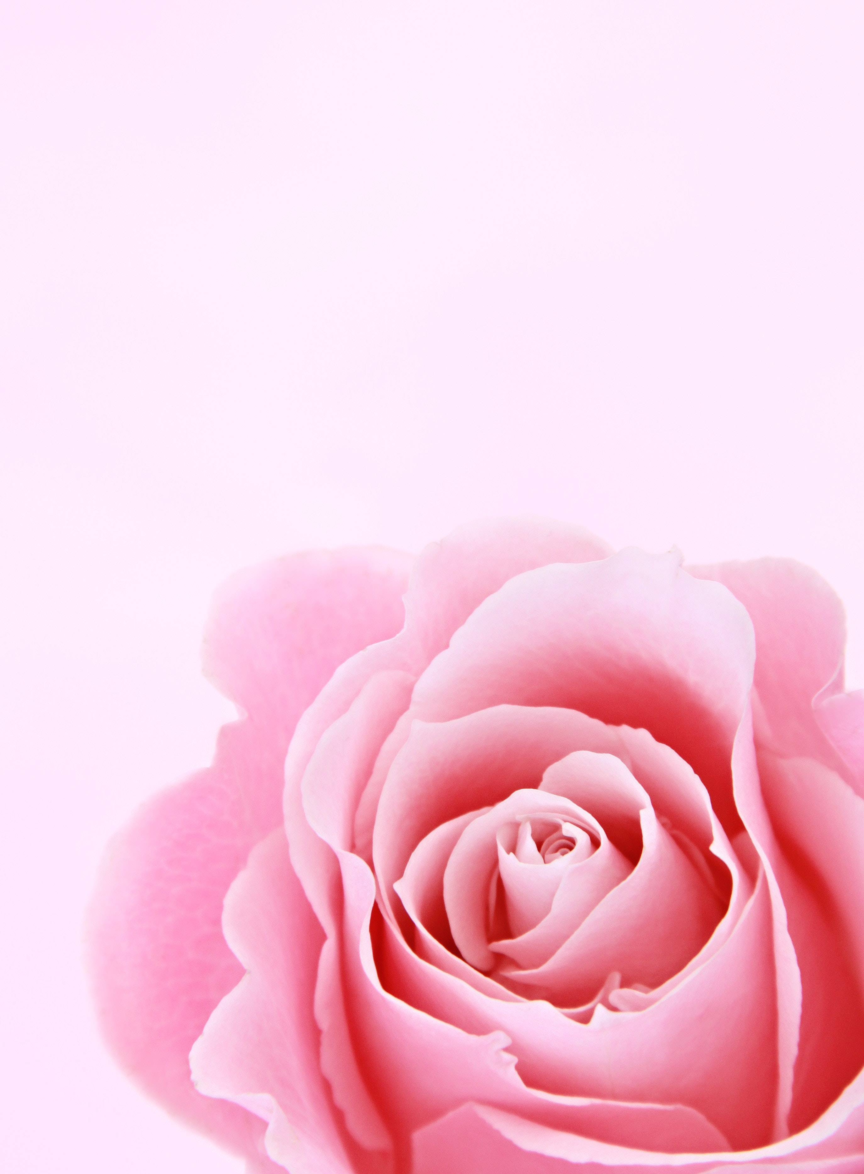 Dark Pink Roses Wallpapers