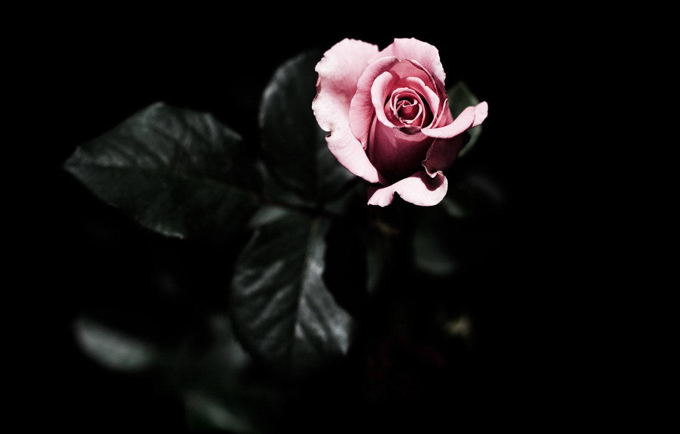 Dark Pink Roses Wallpapers