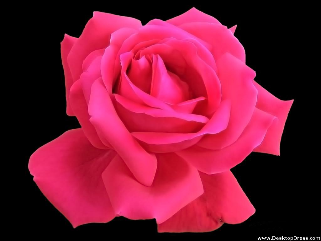 Dark Pink Roses Wallpapers