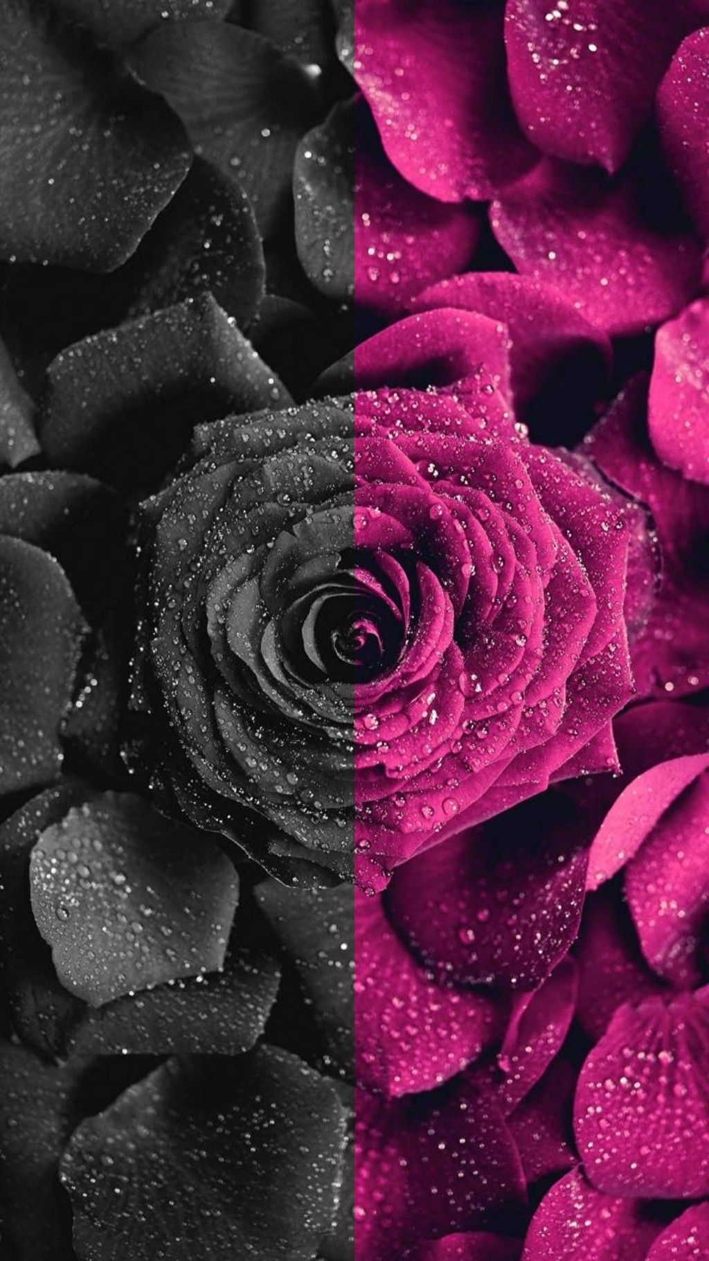 Dark Pink Roses Wallpapers