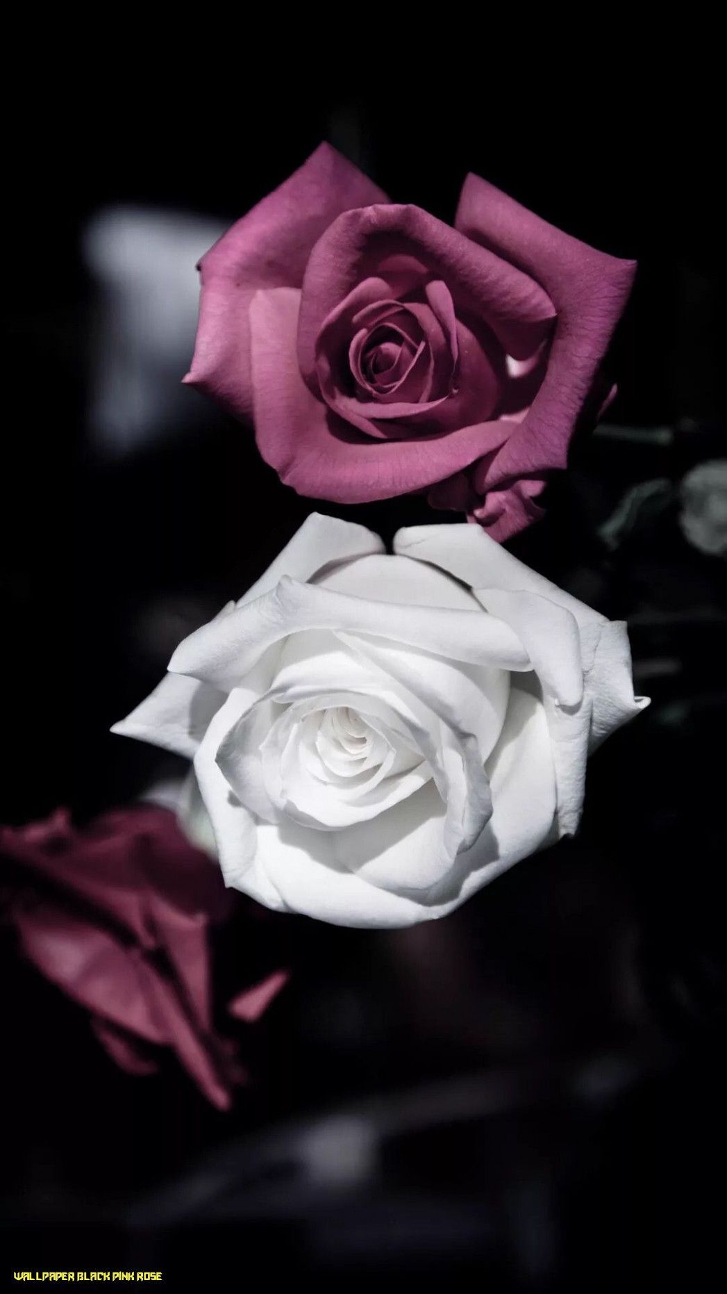 Dark Pink Roses Wallpapers