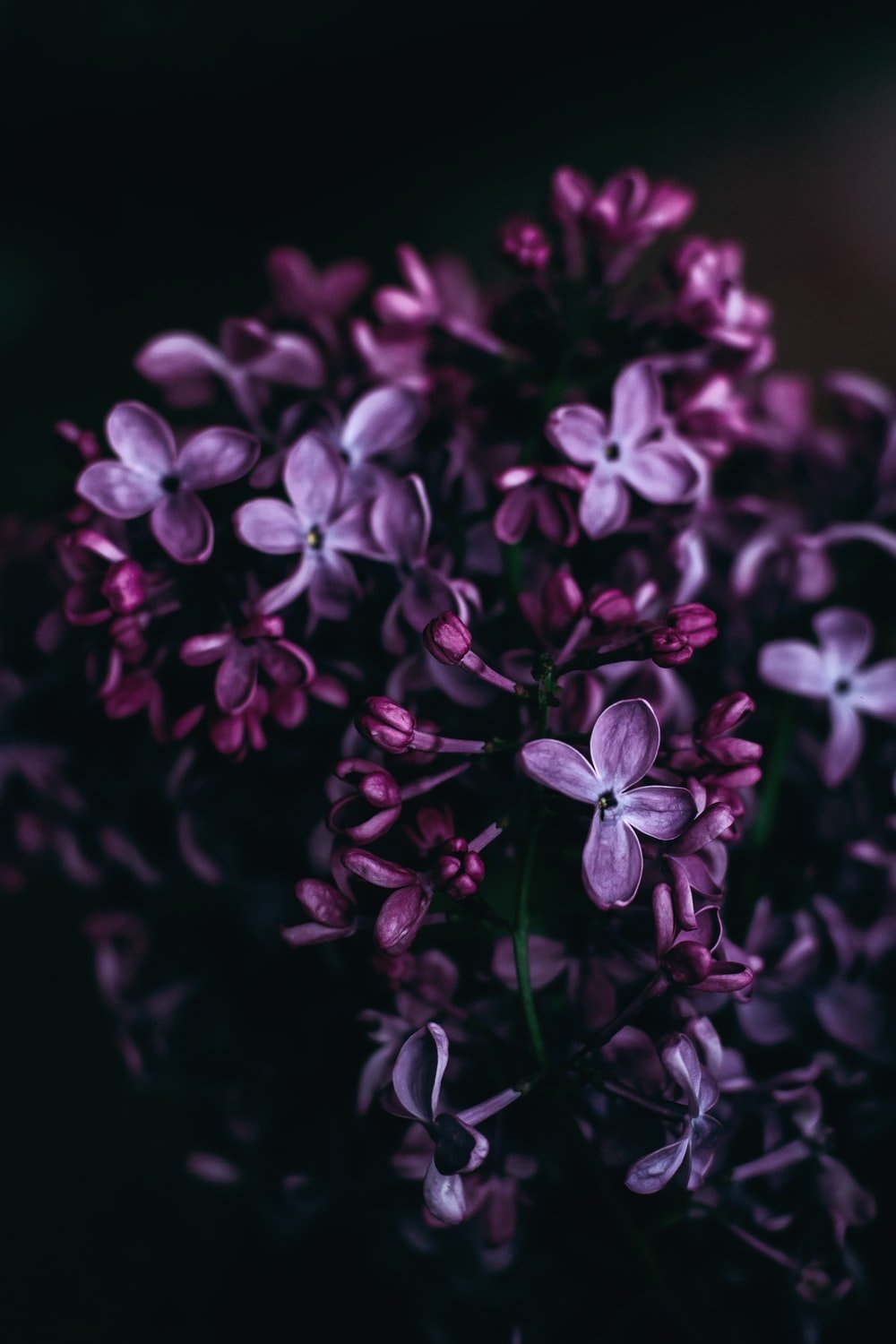 Dark Purple Flower Wallpapers