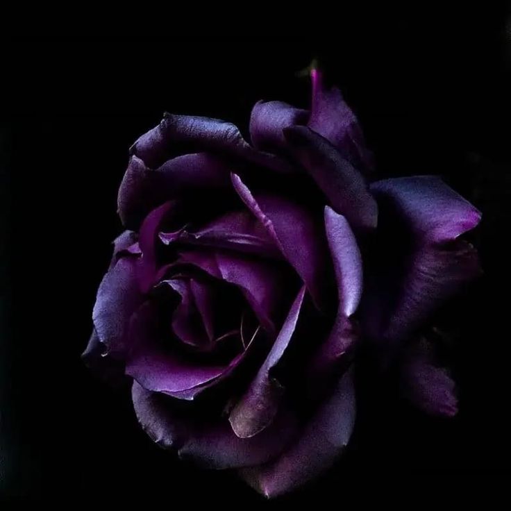 Dark Purple Flower Wallpapers