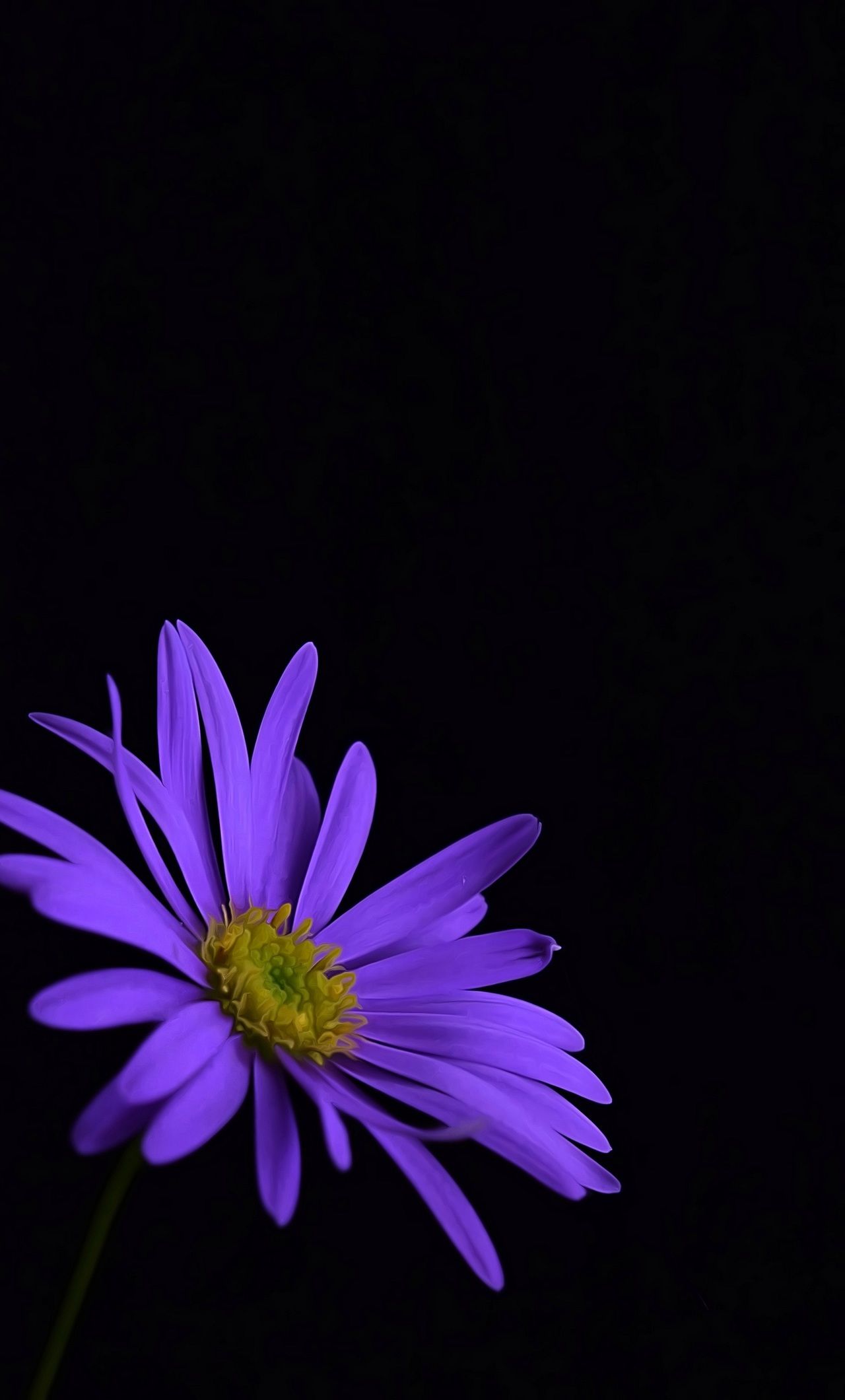 Dark Purple Flower Wallpapers