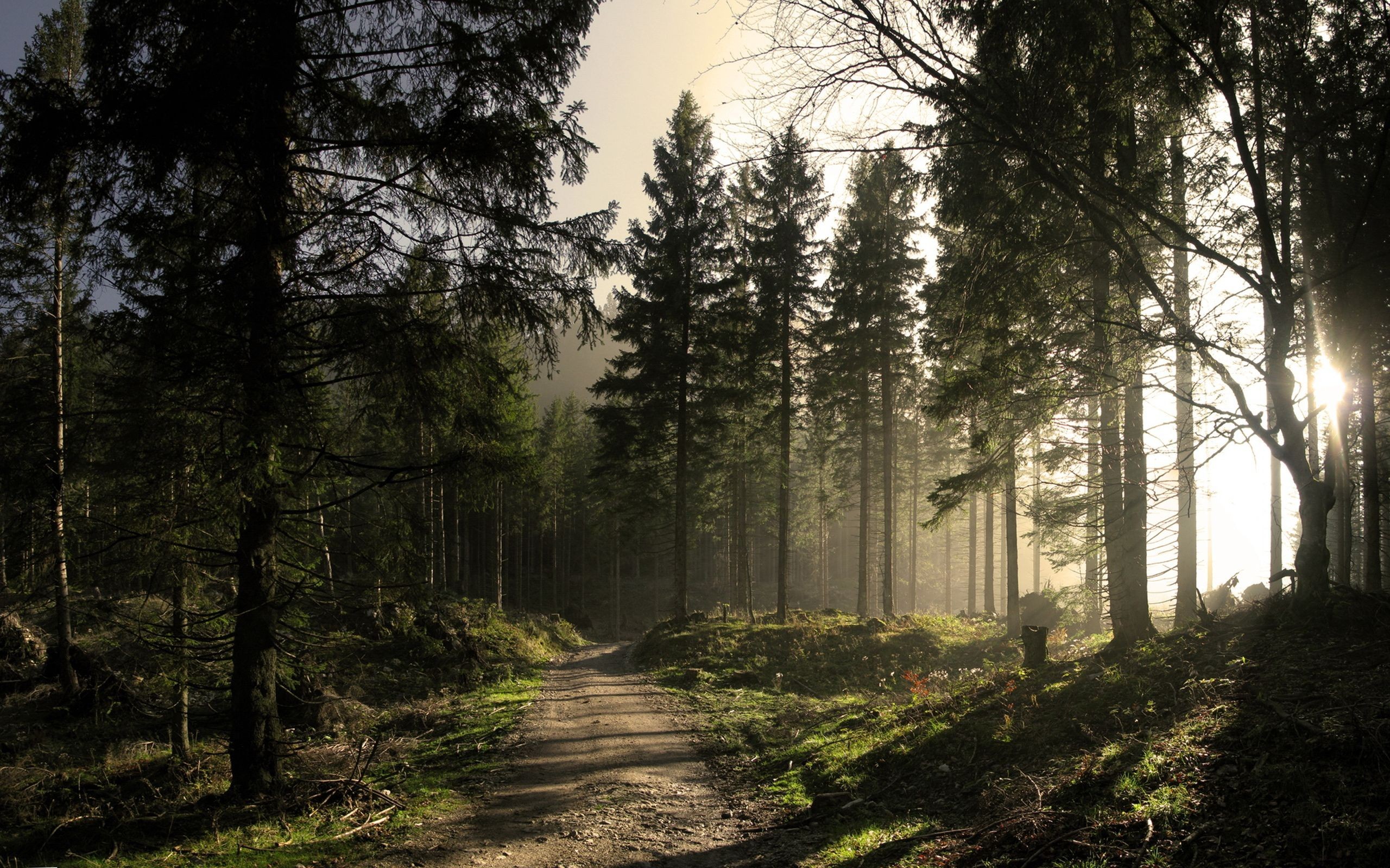 Dark Rainy Forest Wallpapers