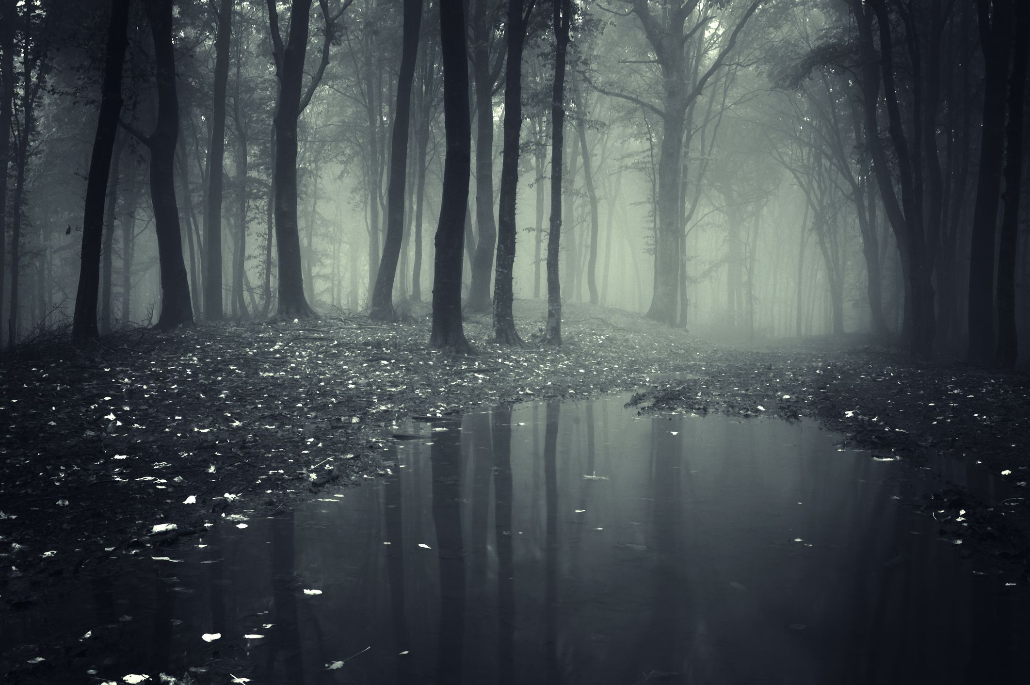 Dark Rainy Forest Wallpapers