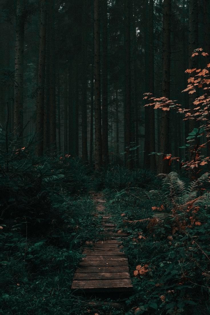 Dark Rainy Forest Wallpapers