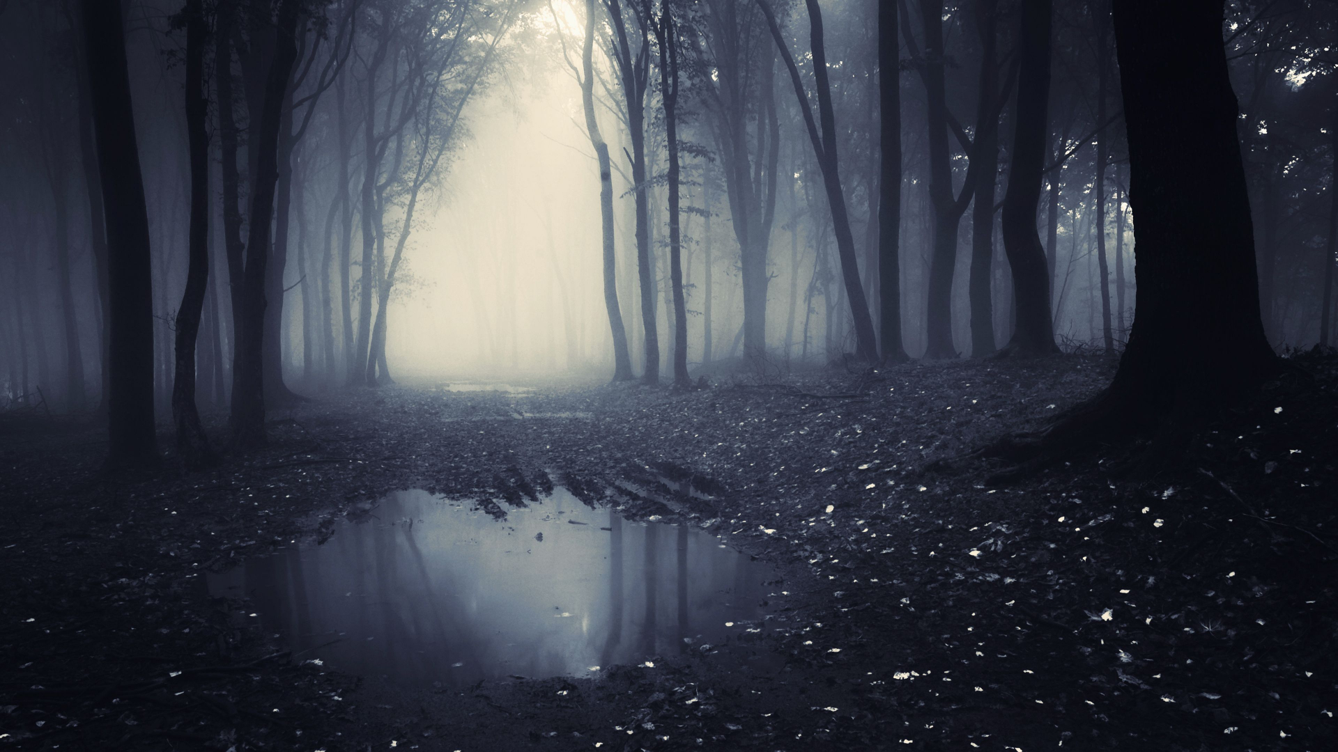 Dark Rainy Forest Wallpapers