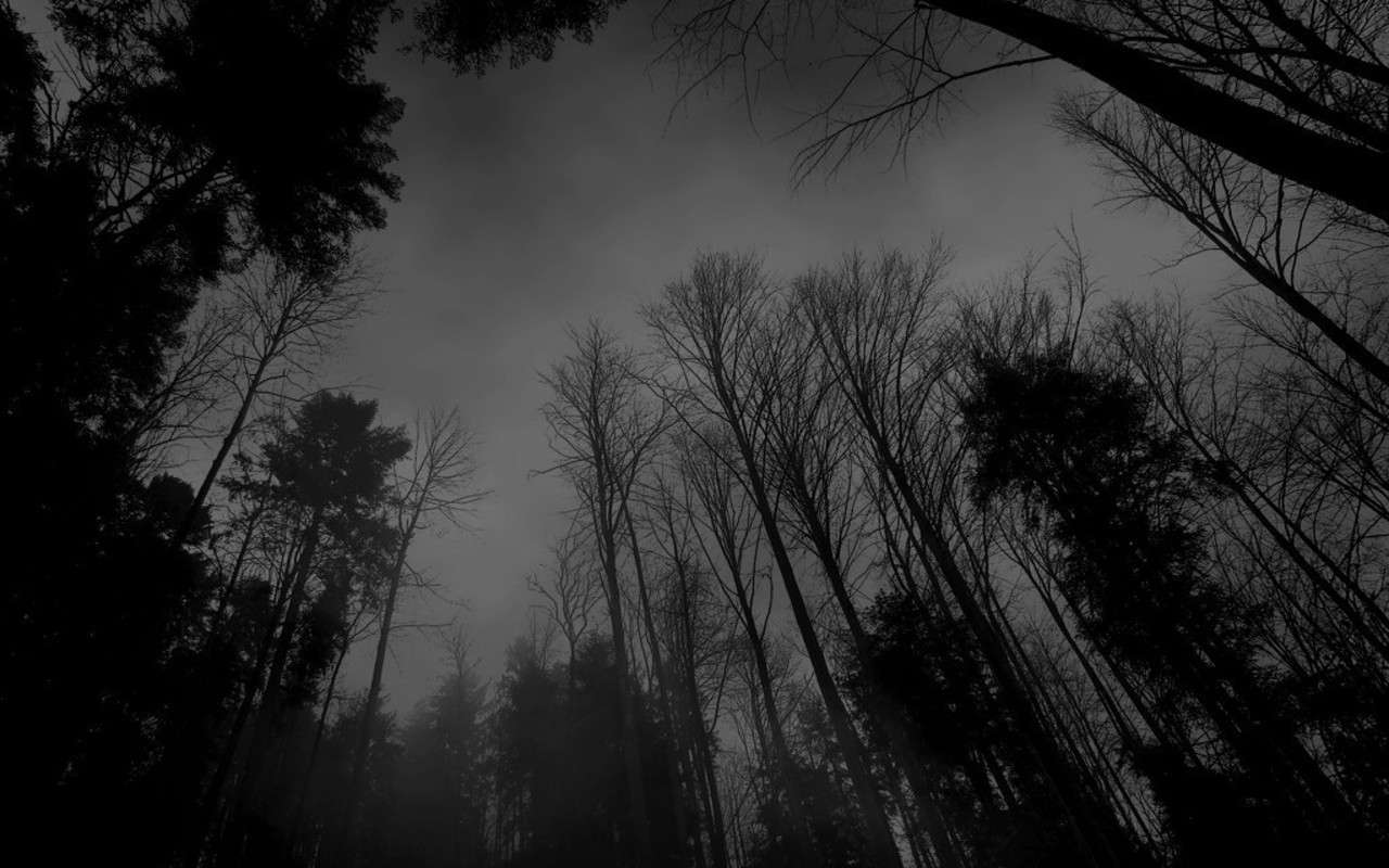 Dark Rainy Forest Wallpapers