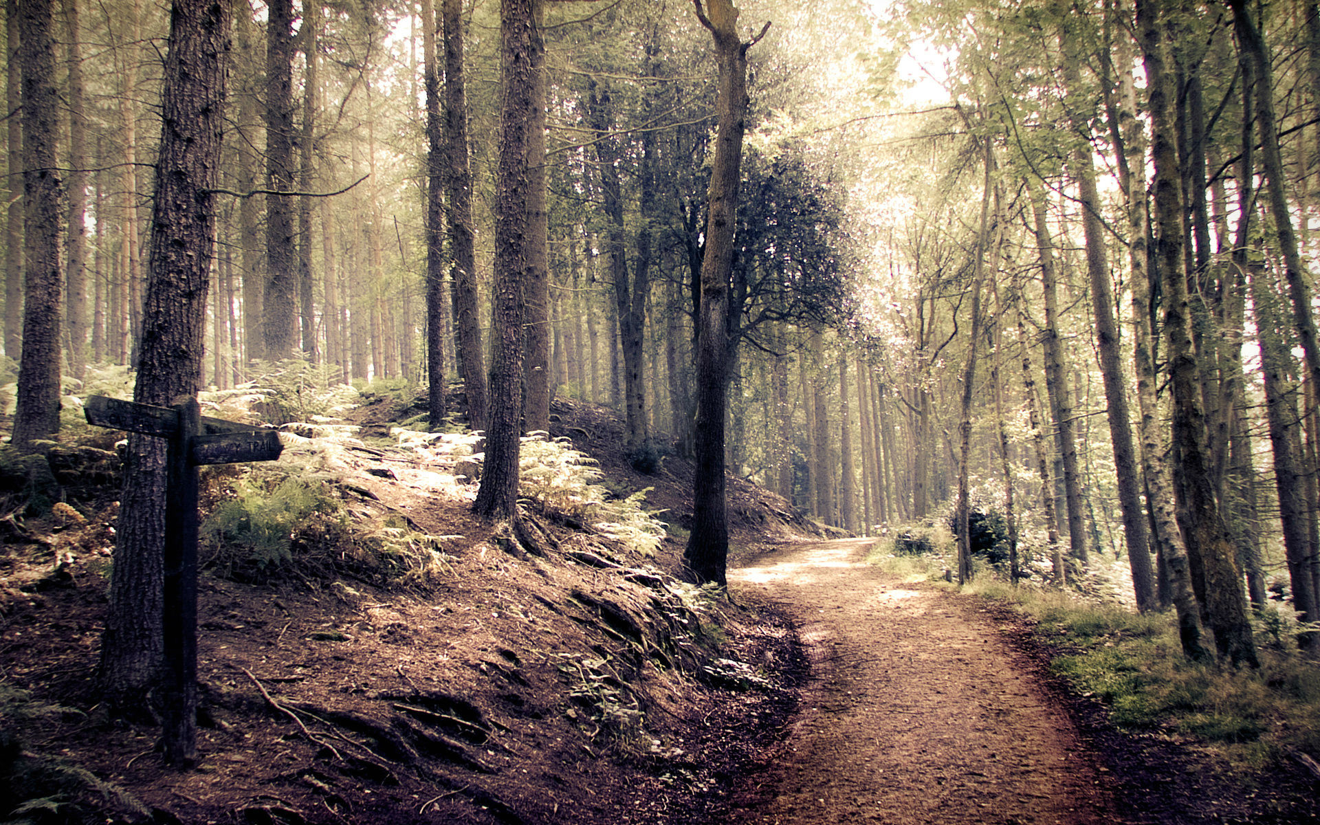 Dark Rainy Forest Wallpapers