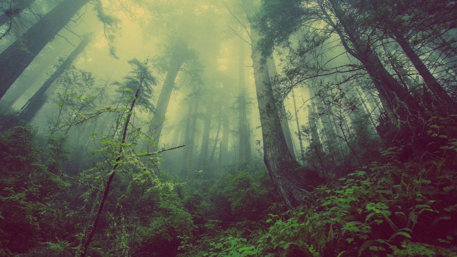 Dark Rainy Forest Wallpapers