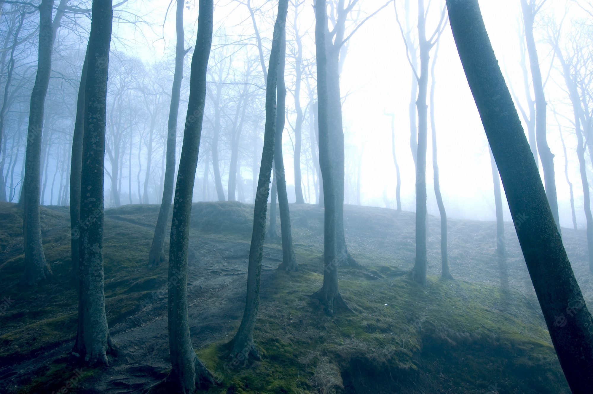 Dark Rainy Forest Wallpapers