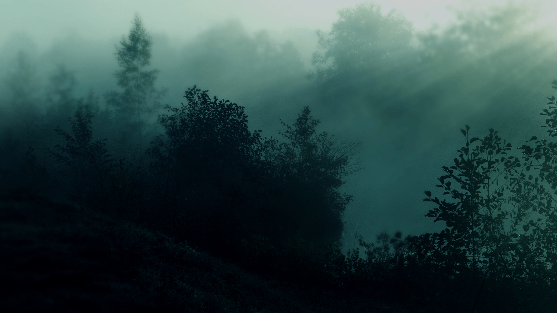 Dark Rainy Forest Wallpapers