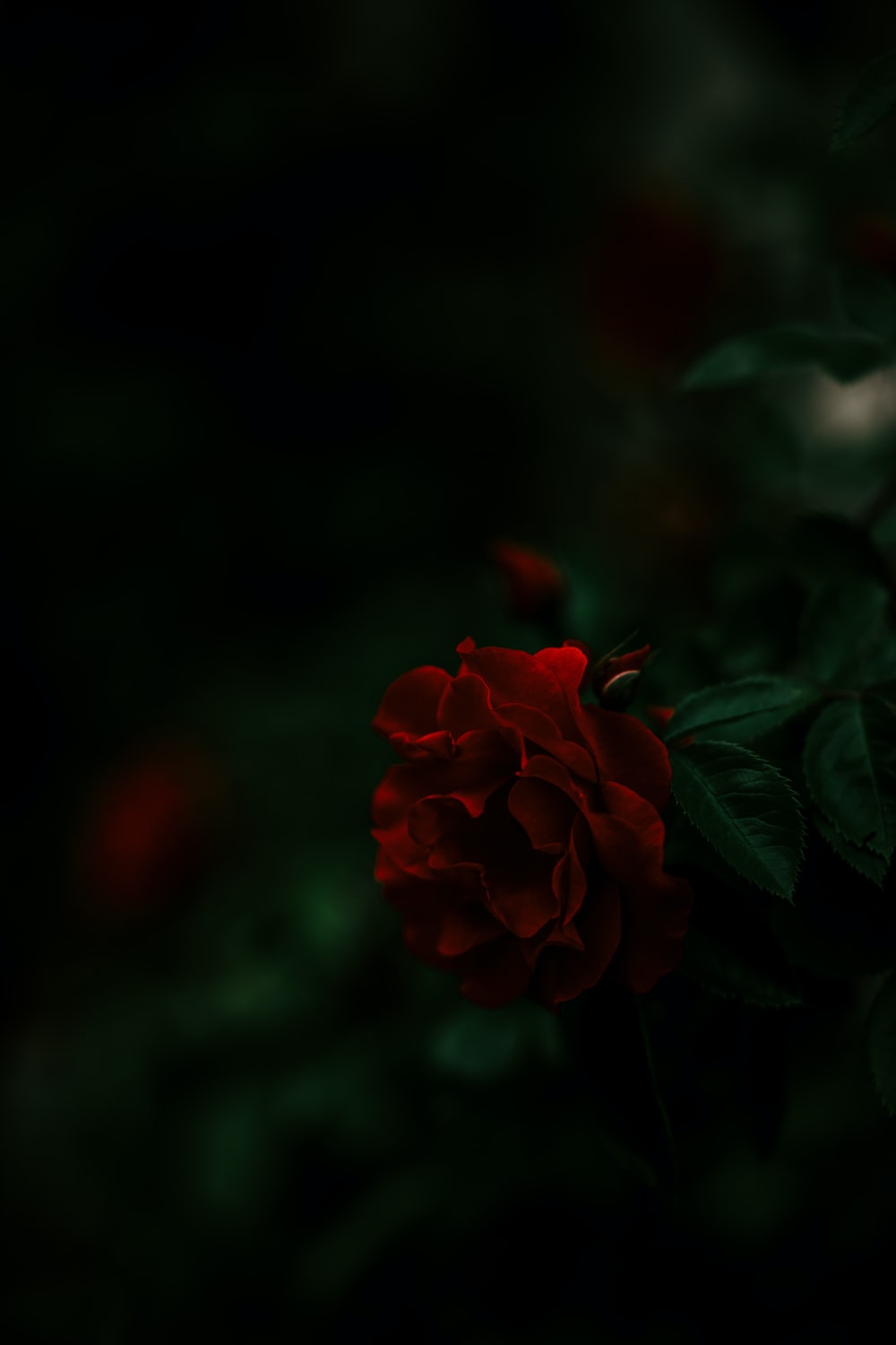 Dark Red Flower Wallpapers