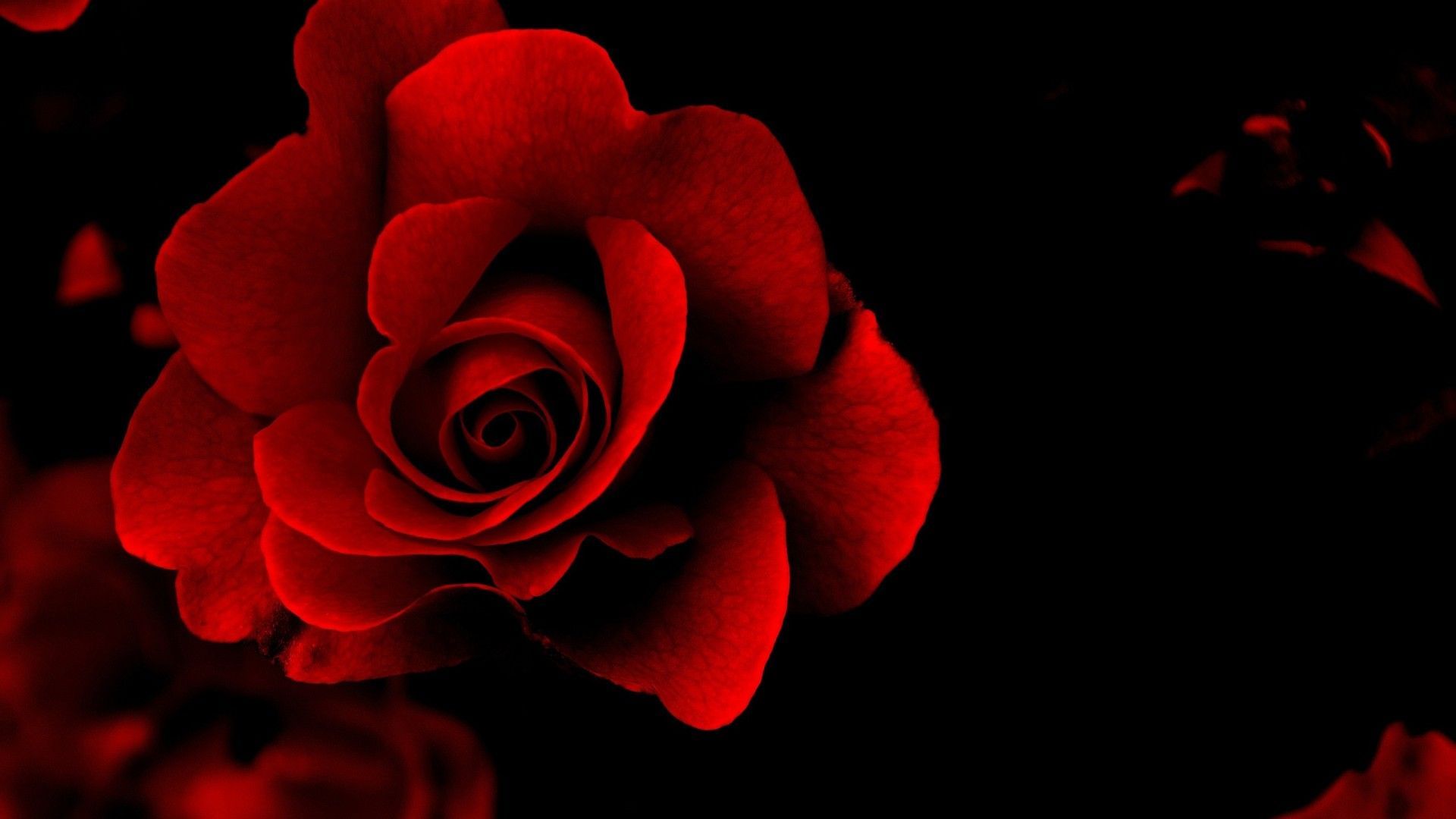 Dark Red Flower Wallpapers