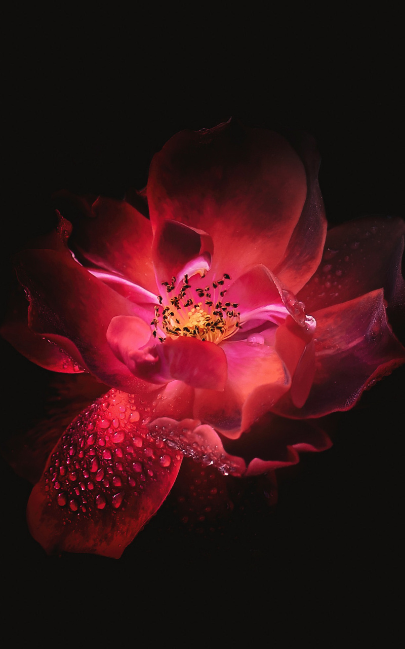 Dark Red Flower Wallpapers