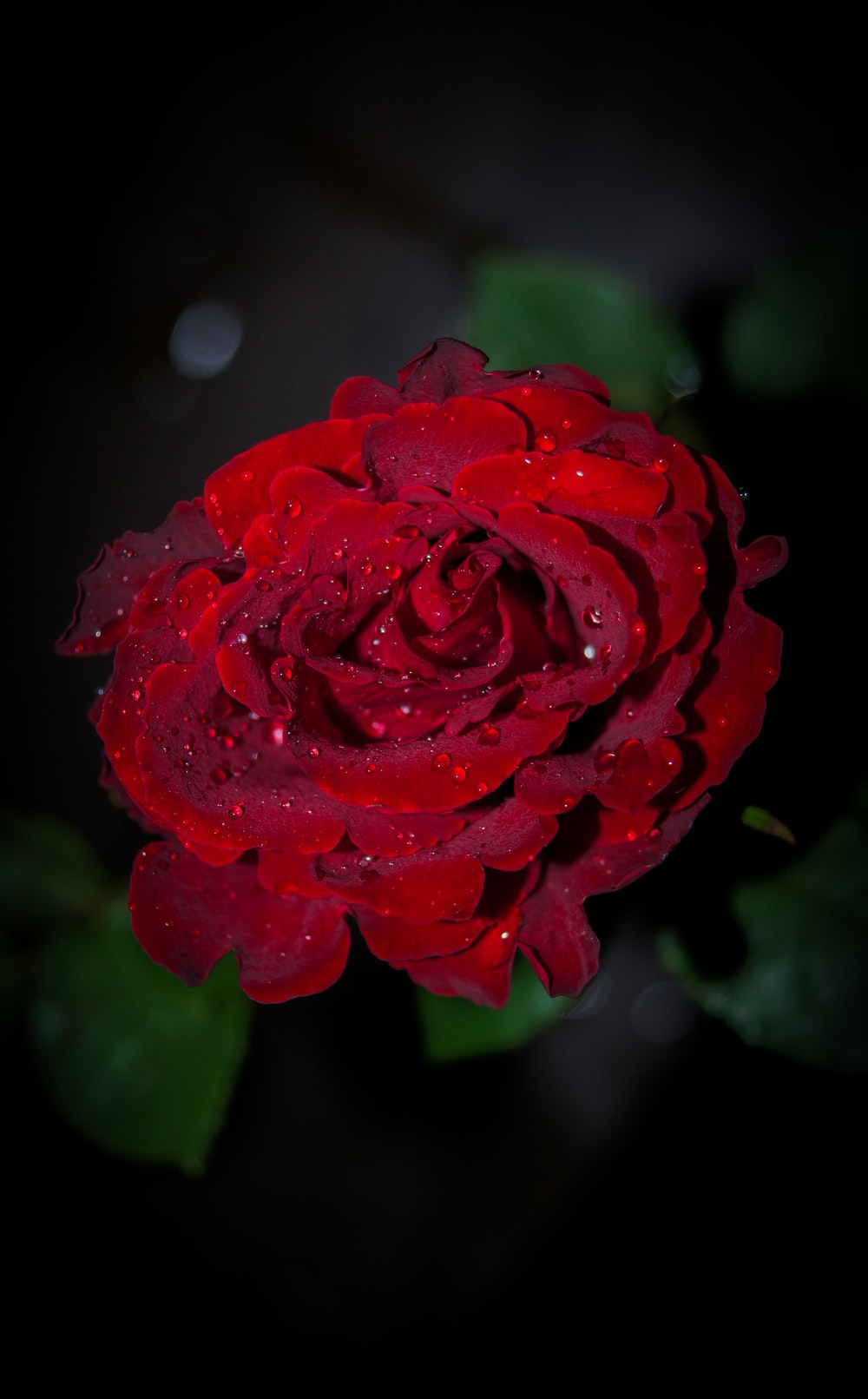 Dark Red Flower Wallpapers