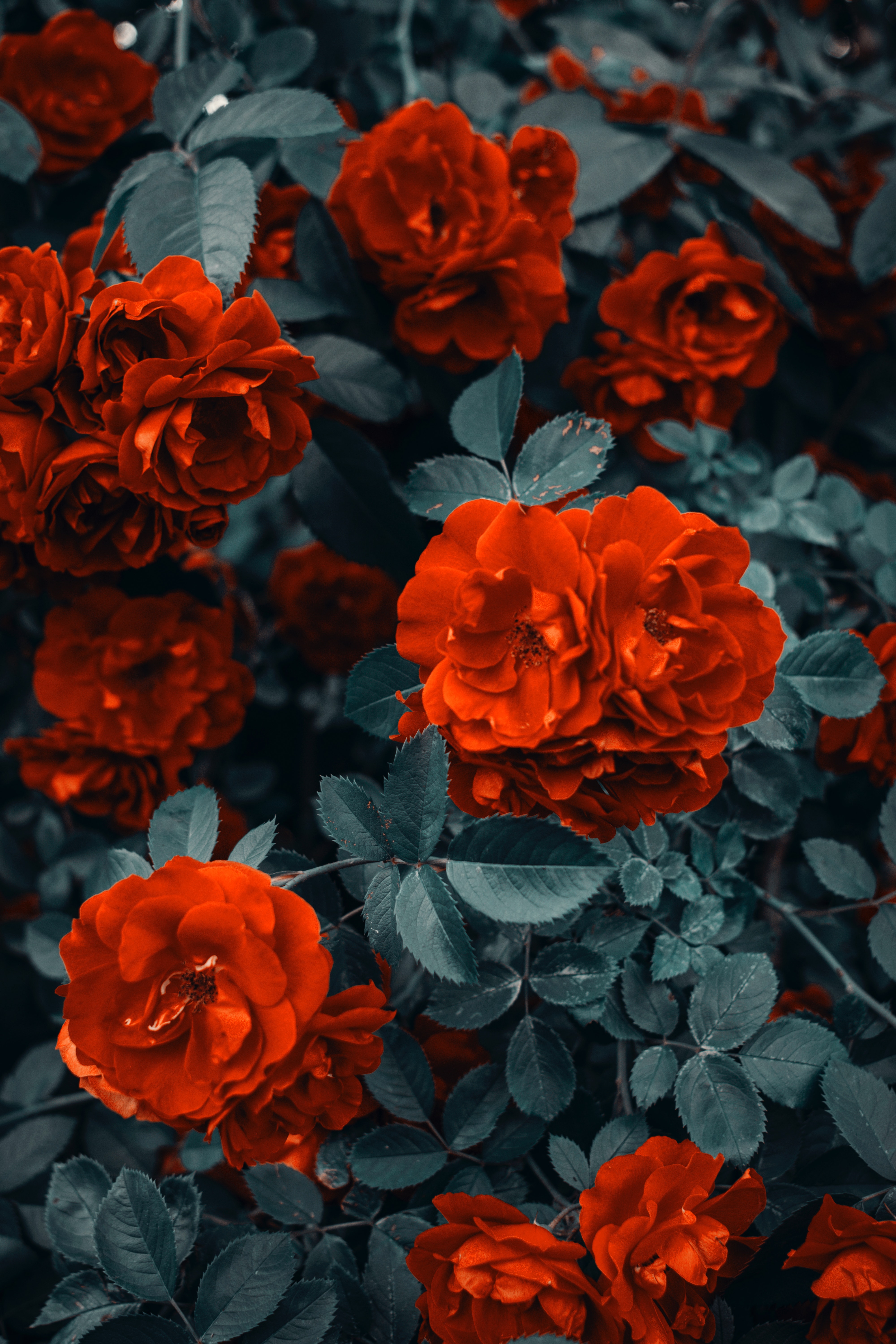 Dark Red Flower Wallpapers