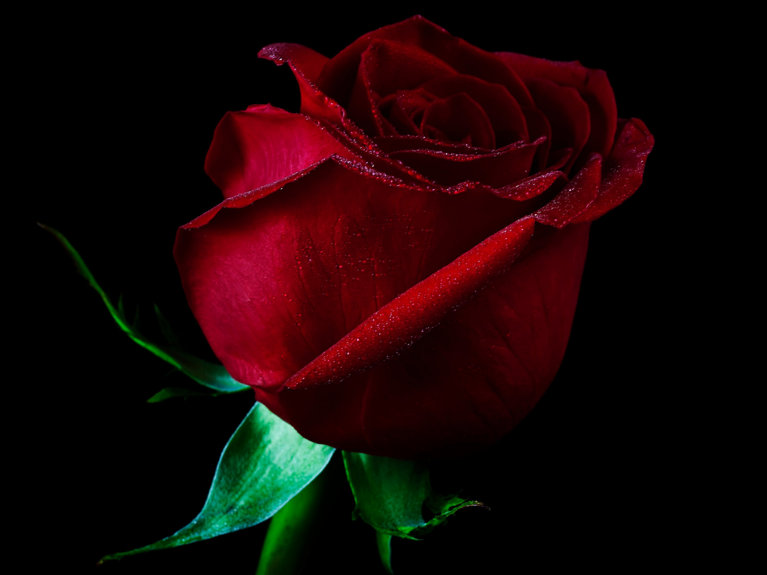 Dark Red Flower Wallpapers