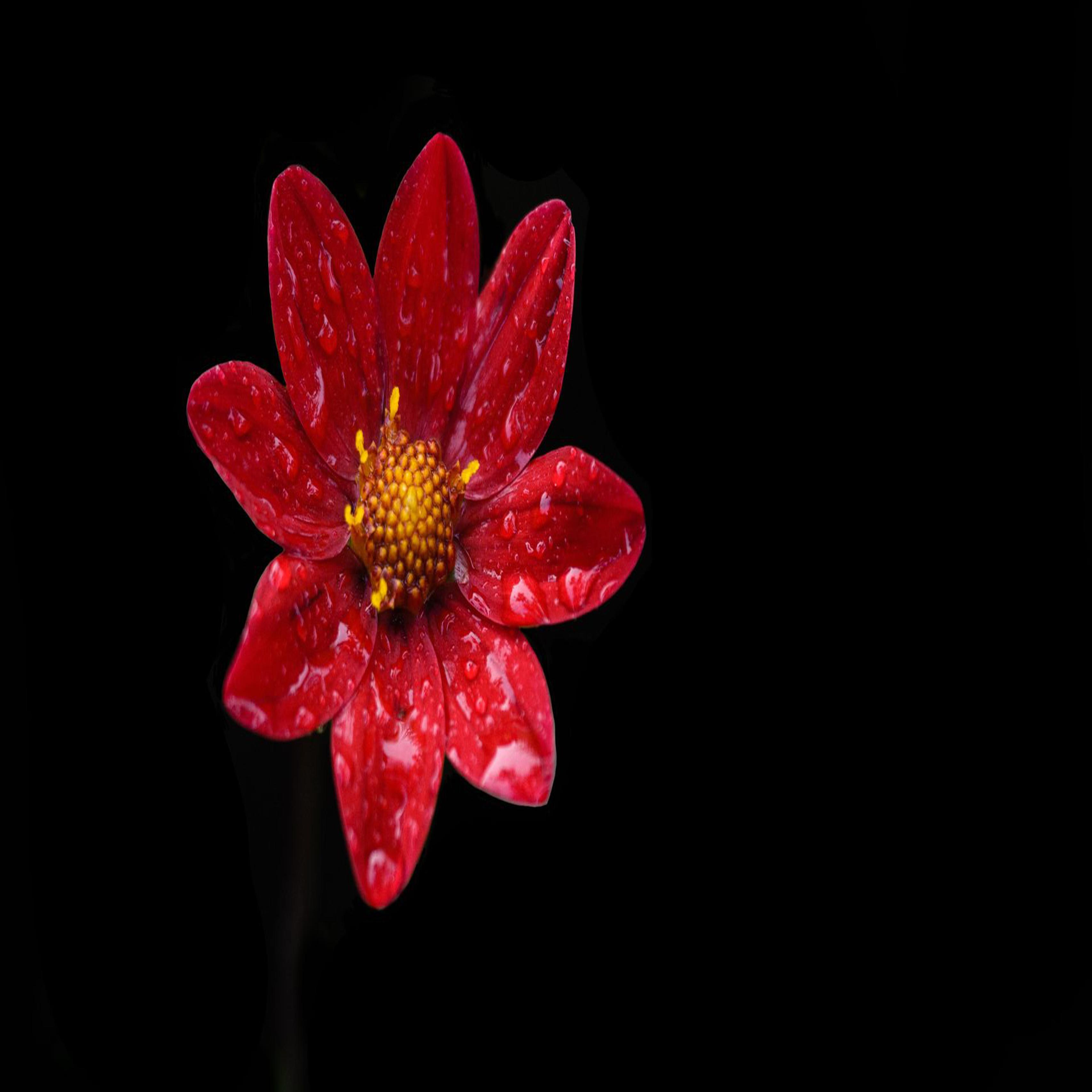 Dark Red Flower Wallpapers