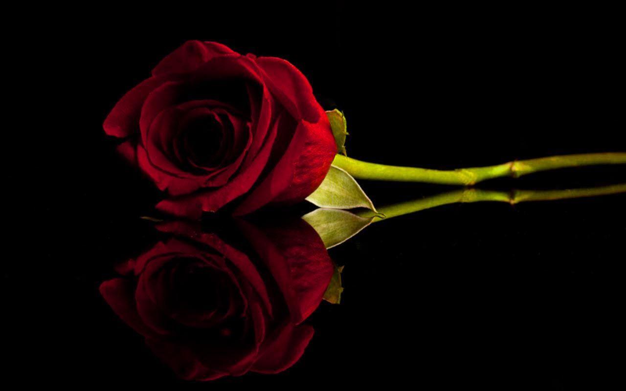 Dark Red Roses Wallpapers