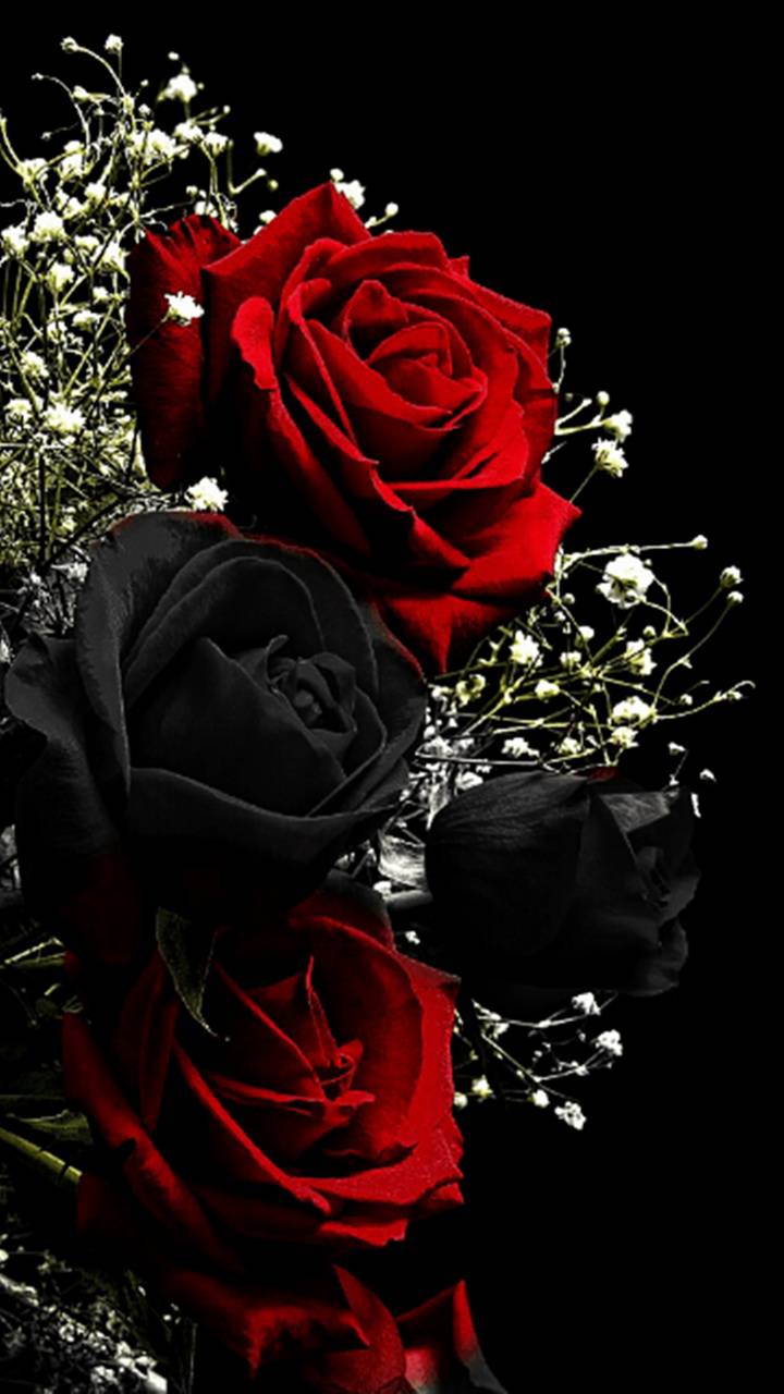 Dark Red Roses Wallpapers