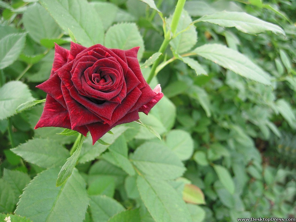 Dark Red Roses Wallpapers