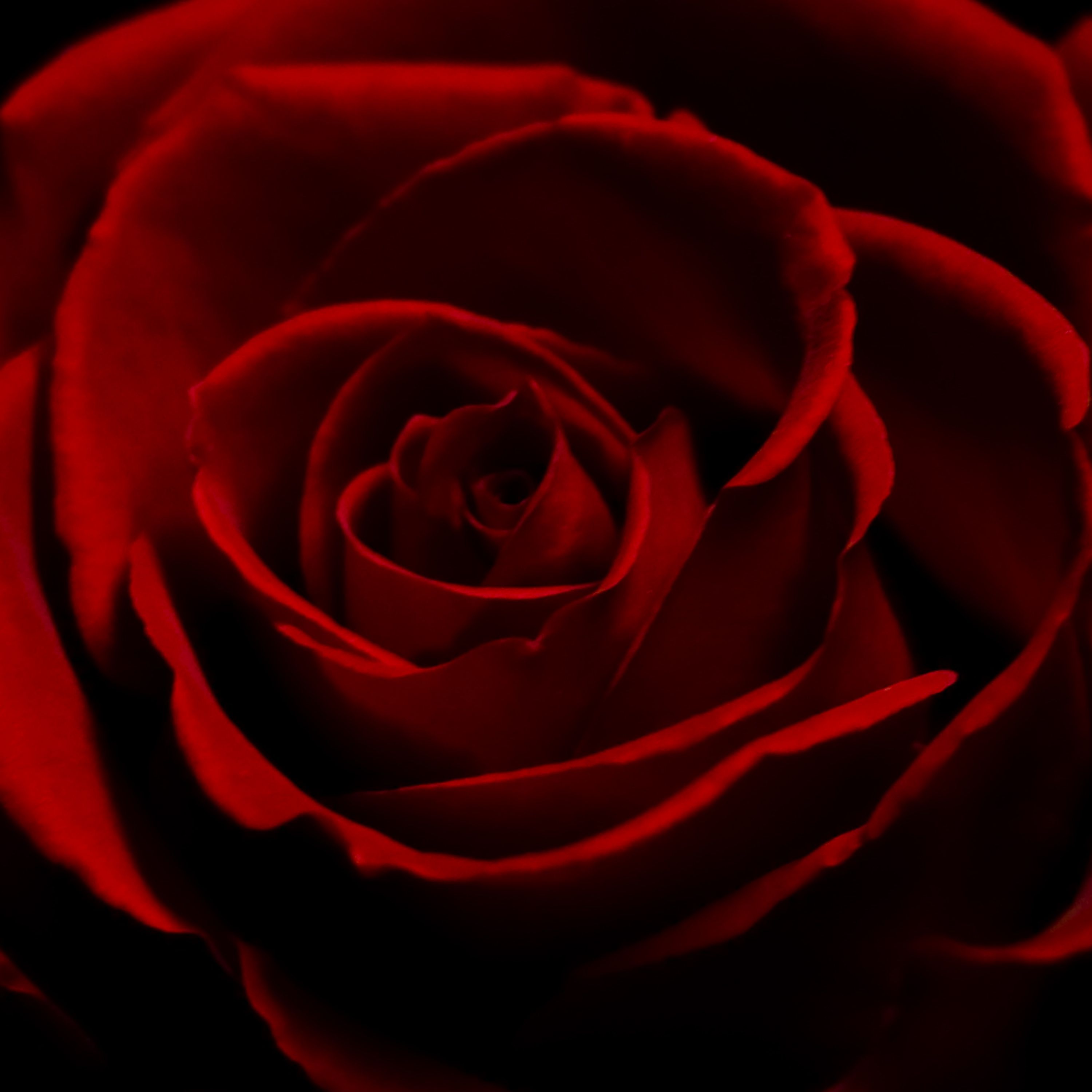 Dark Red Roses Wallpapers