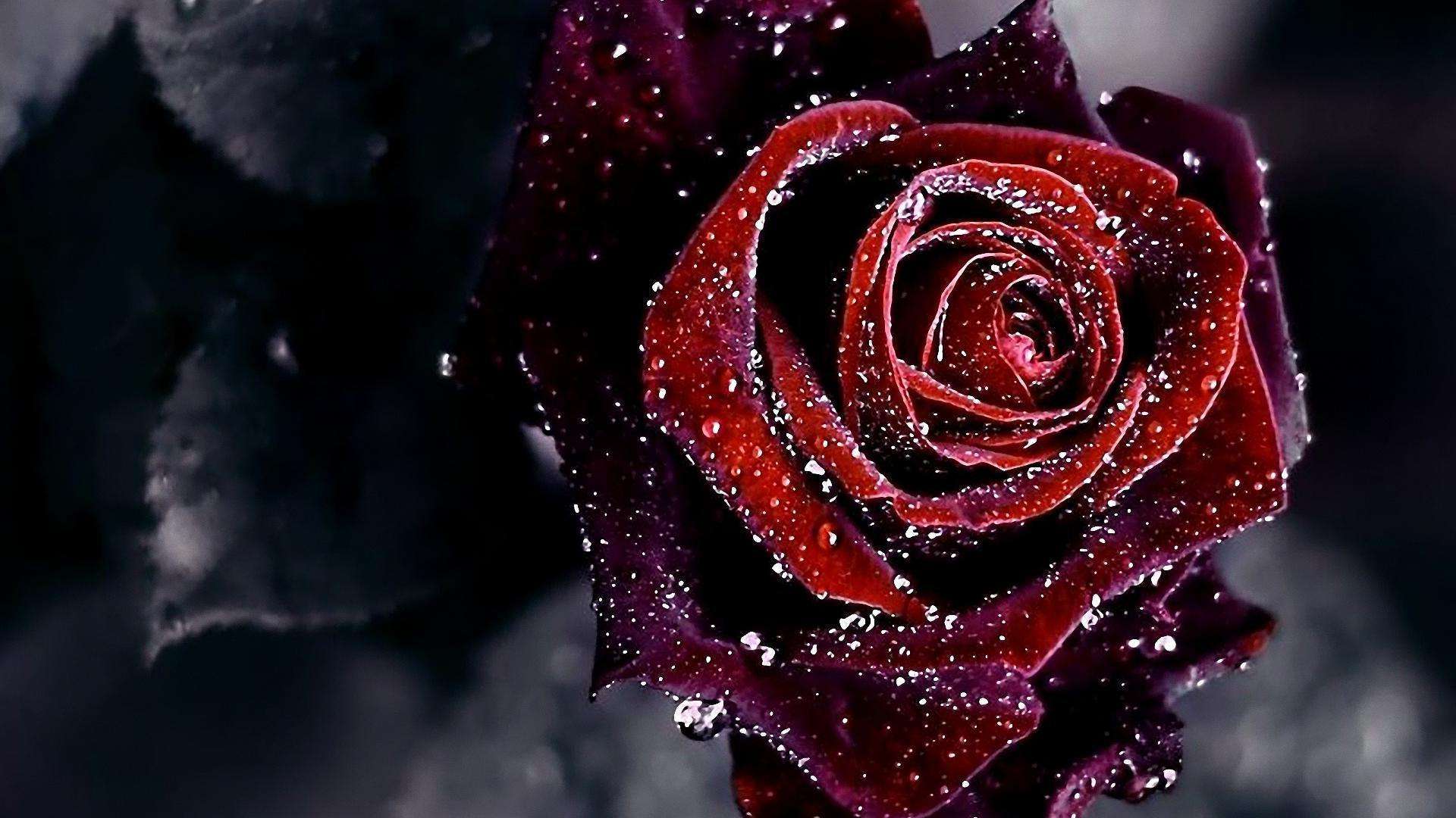 Dark Red Roses Wallpapers