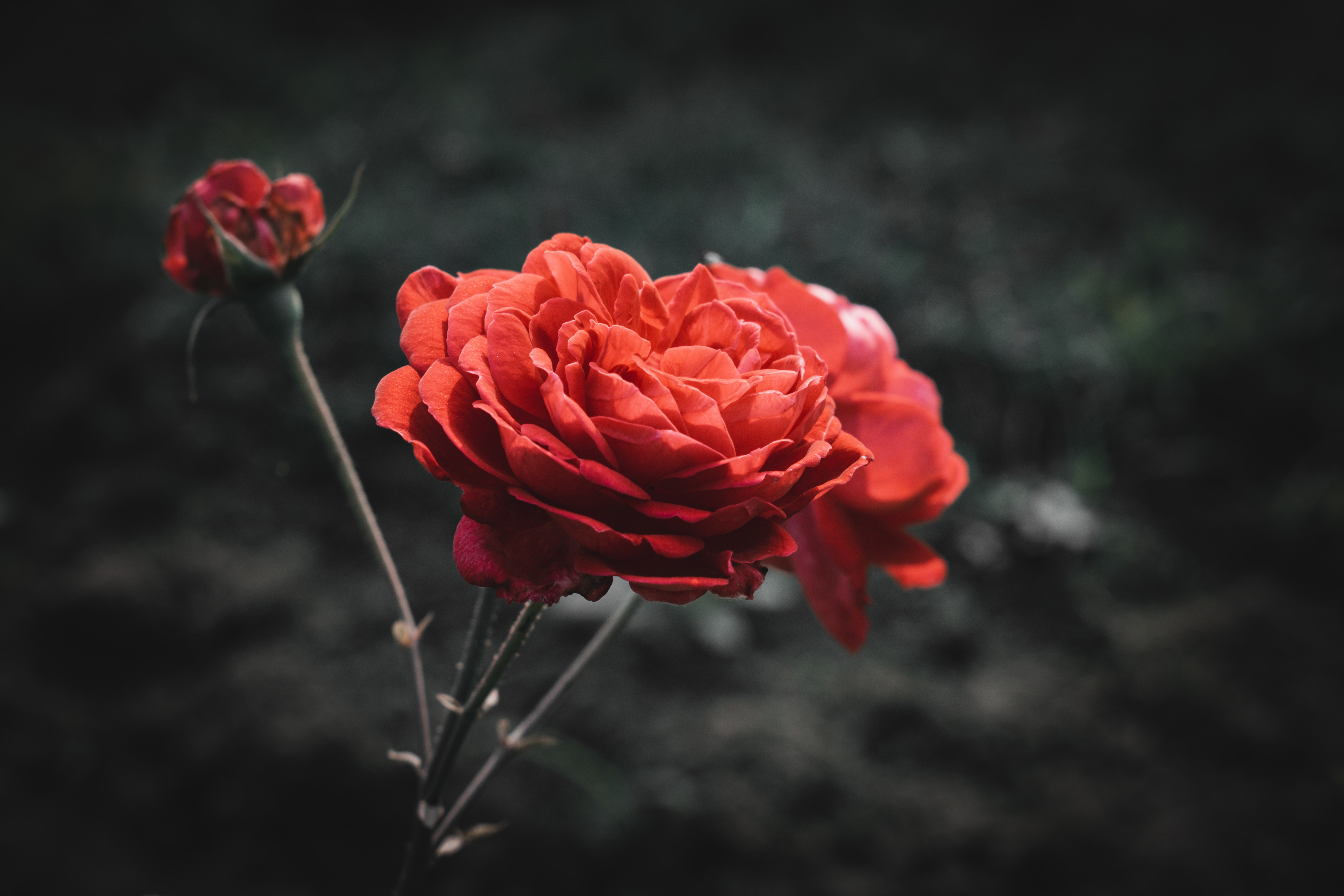 Dark Red Roses Wallpapers