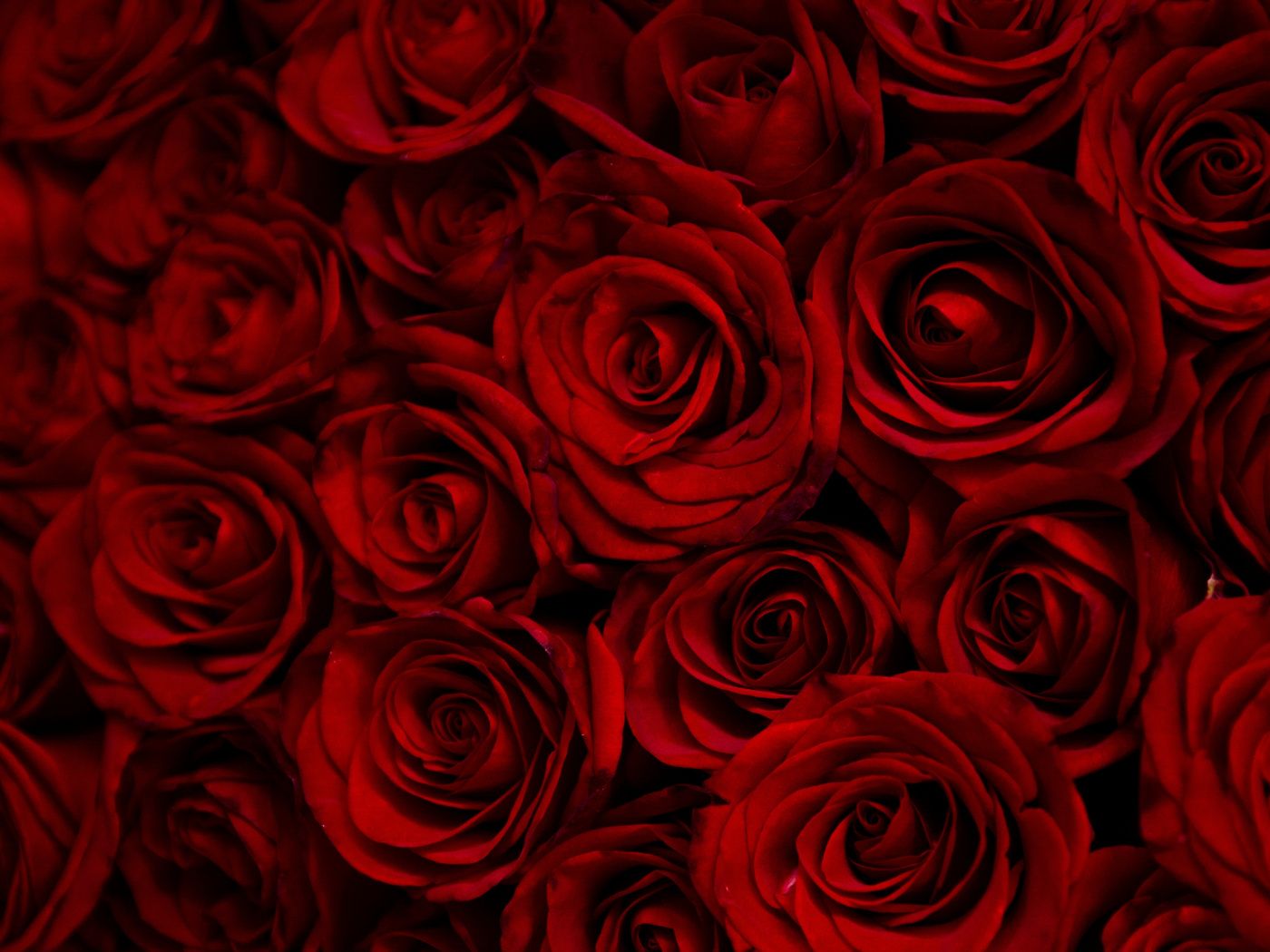 Dark Red Roses Wallpapers