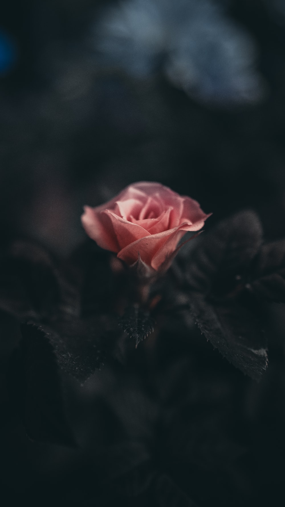 Dark Rose Wallpapers