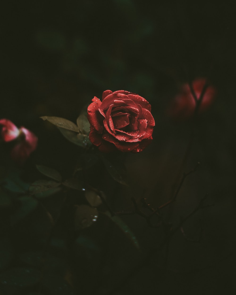 Dark Rose Wallpapers