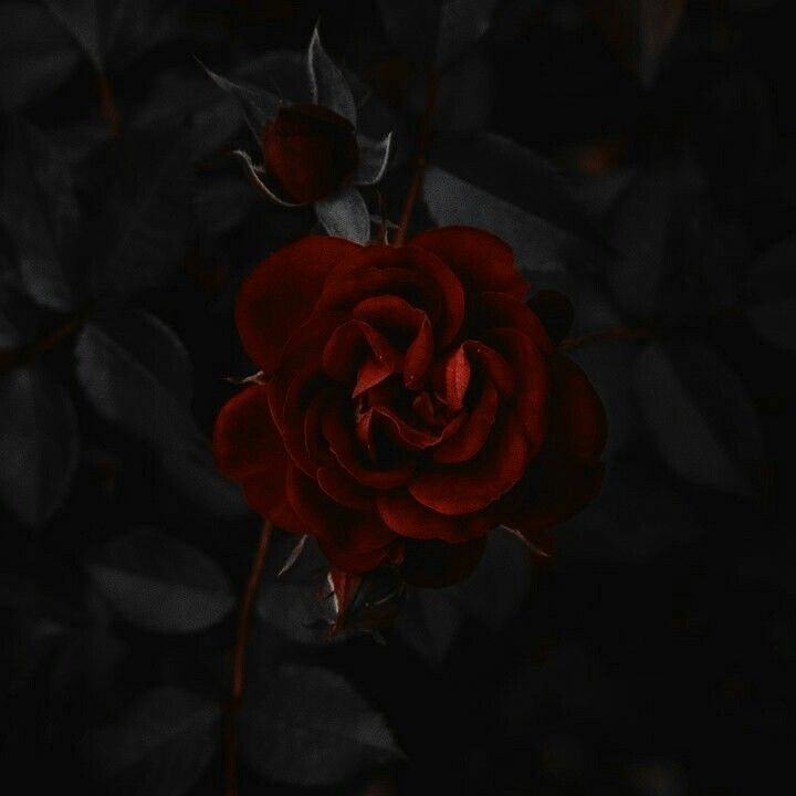 Dark Rose Wallpapers