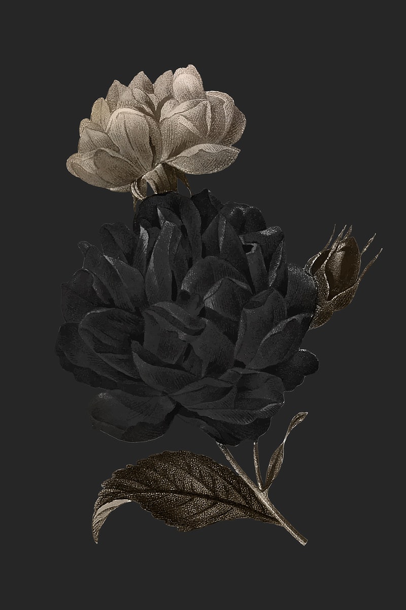 Dark Roses Aesthetic Wallpapers