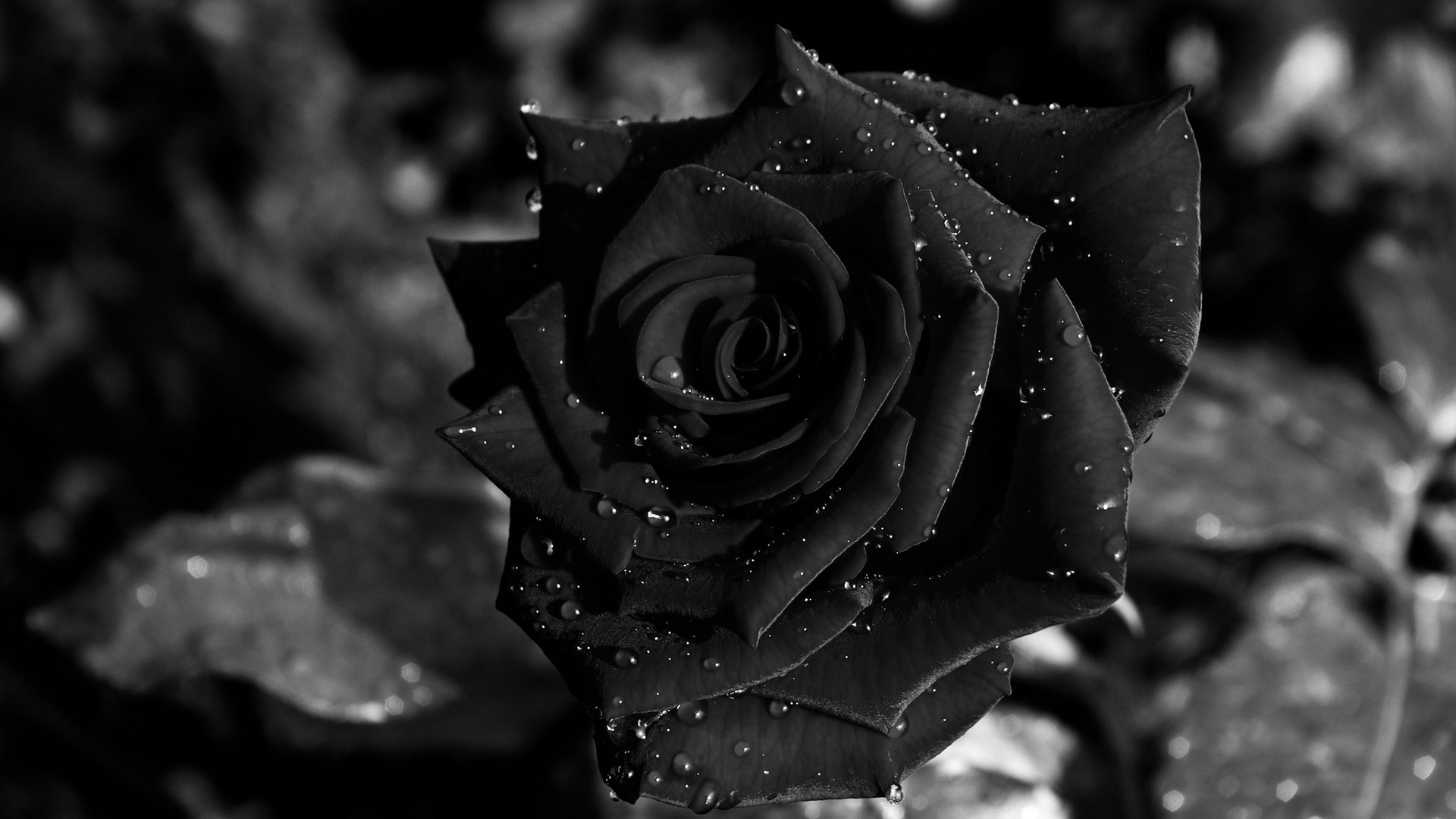 Dark Roses Aesthetic Wallpapers